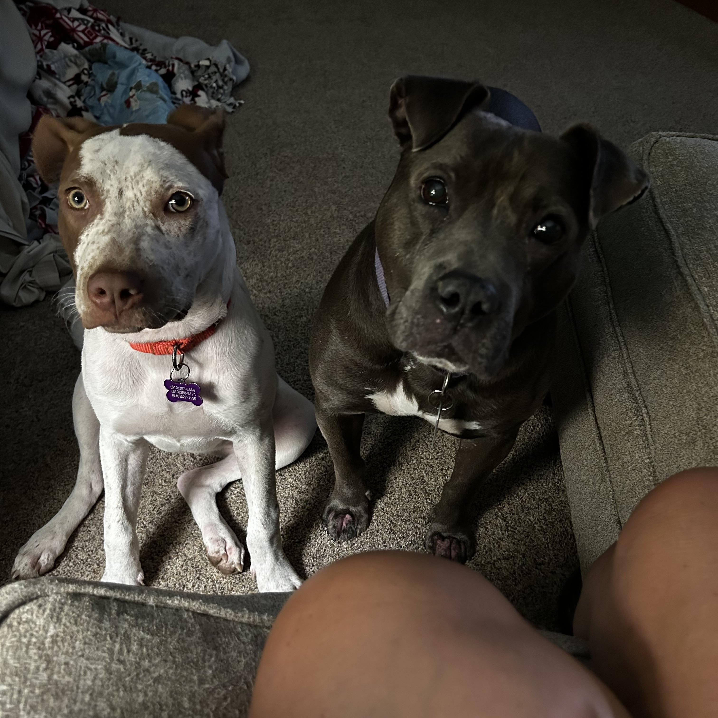 Enlarge Freckles, a Adoptable mixed breed in Mount Morris, MI image 2/5