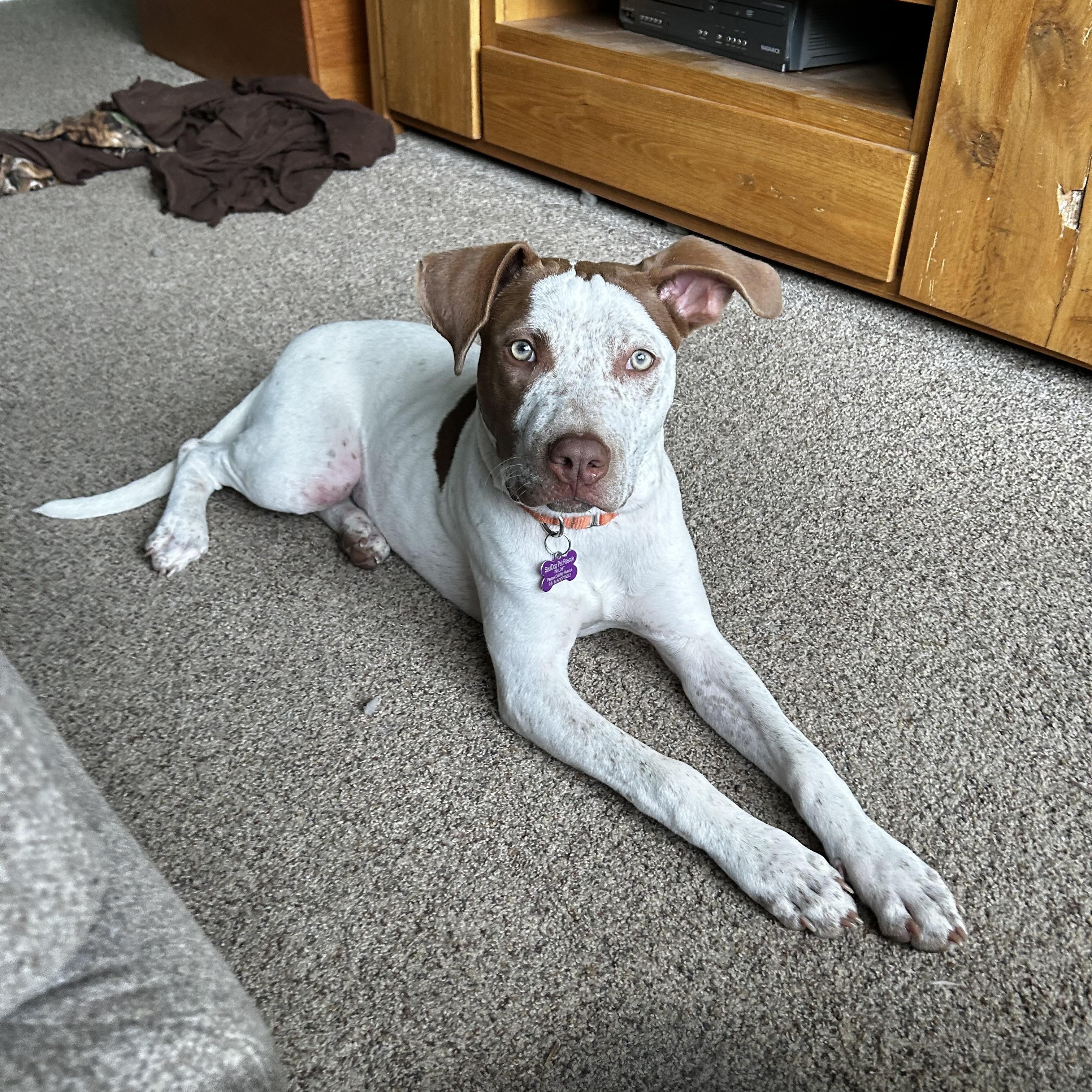 Enlarge Freckles, a Adoptable mixed breed in Mount Morris, MI image 3/5