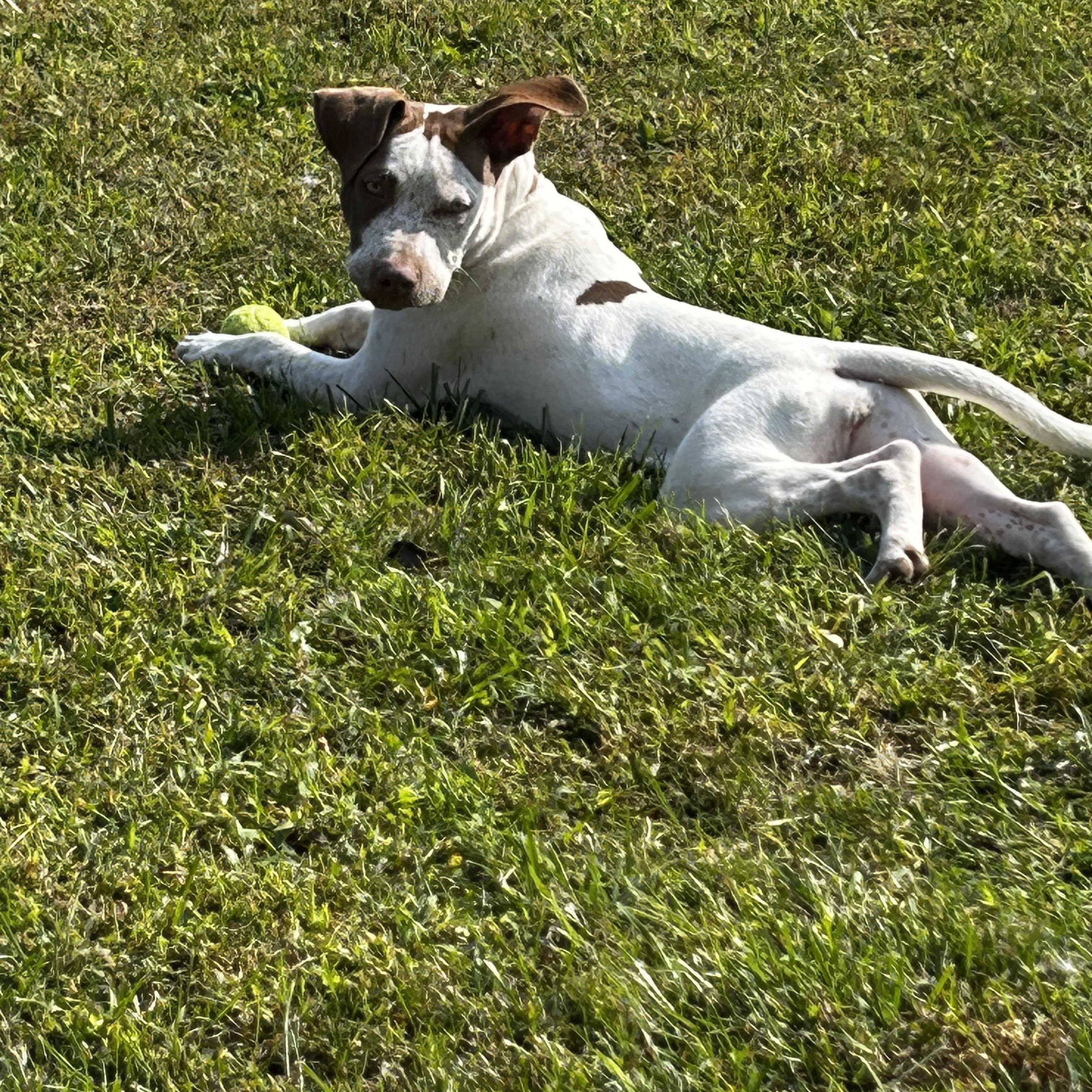 Enlarge Freckles, a Adoptable mixed breed in Mount Morris, MI image 5/5