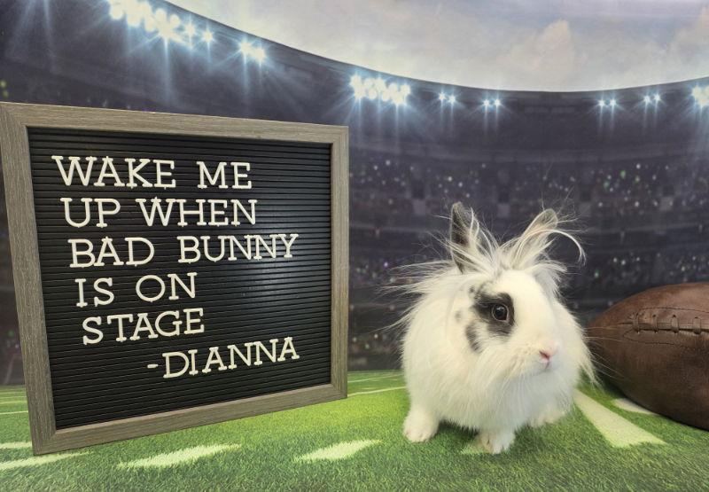 Enlarge Dianna, a Adoptable Lionhead in Columbus, OH image 1/2