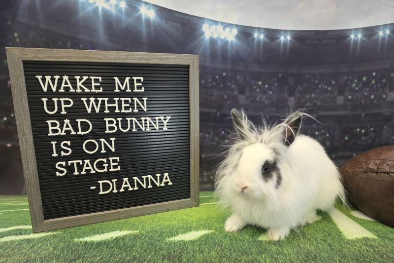 Enlarge Dianna, a Adoptable Lionhead in Columbus, OH image 2/2