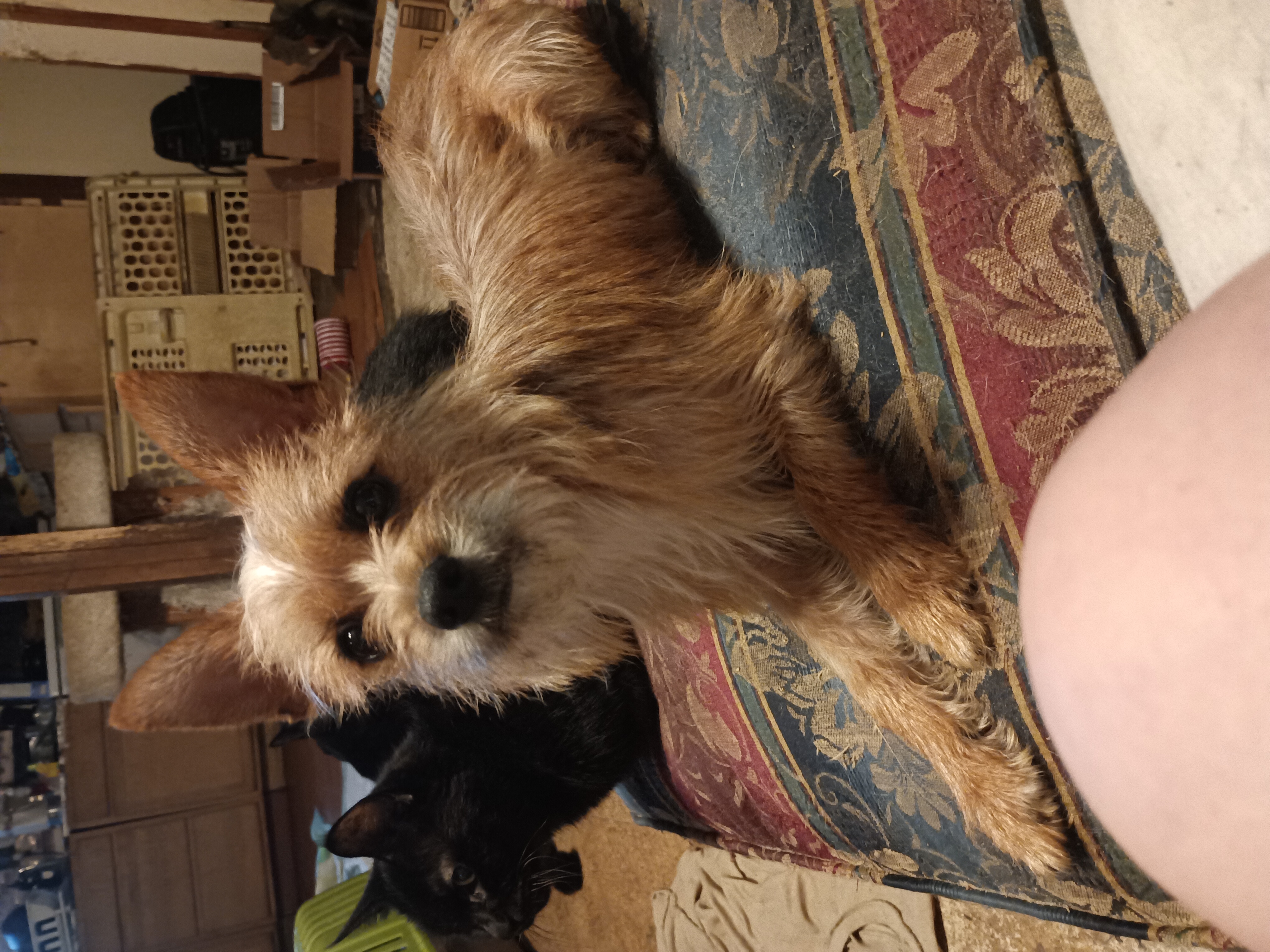 Enlarge Benji, a Adopted mixed breed in Inverness, FL image 1/2