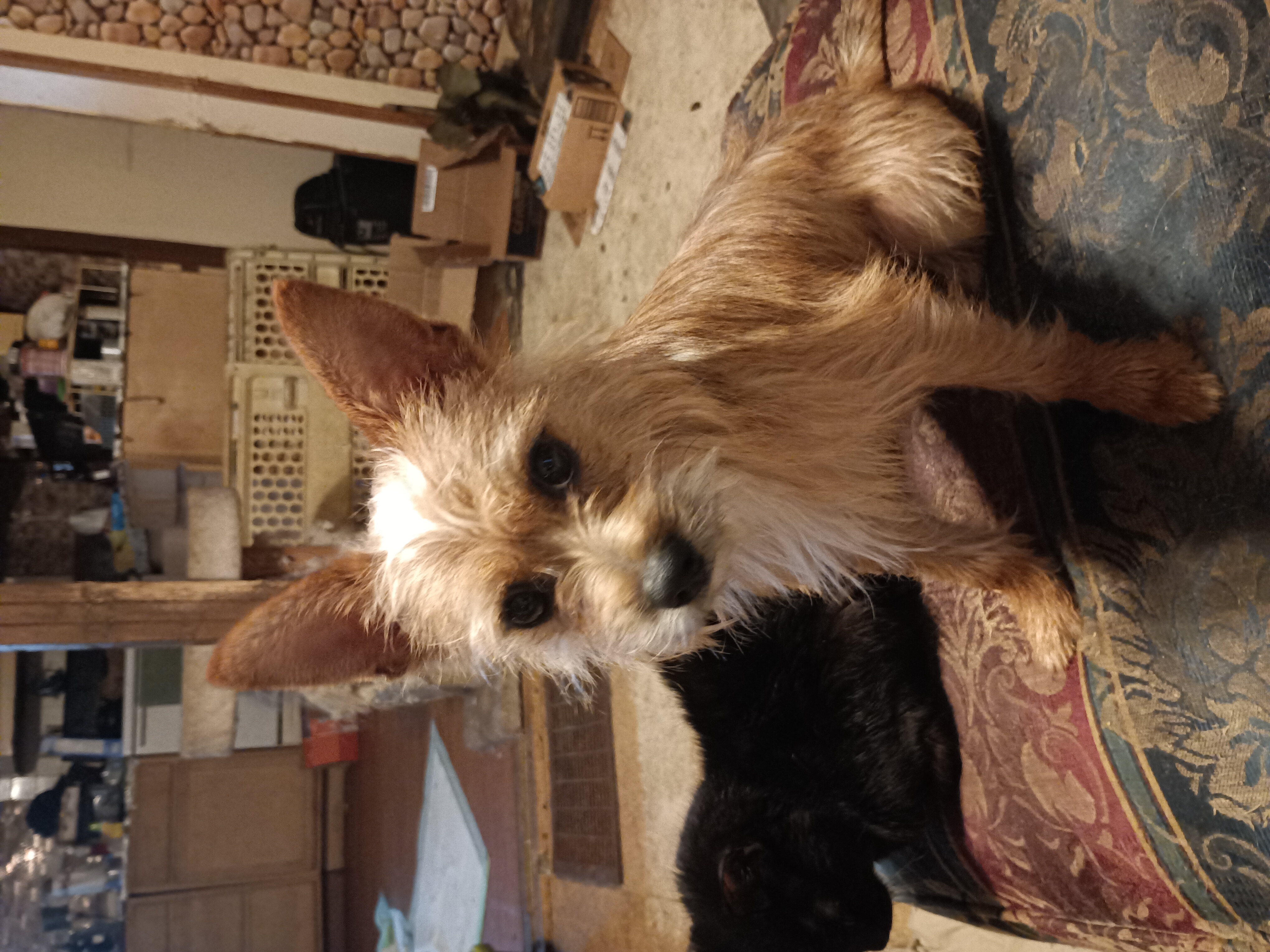 Enlarge Benji, a Adopted mixed breed in Inverness, FL image 2/2