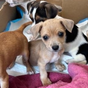Clover (The Deck Litter), adopted, Puppy Male Chihuahua & Beagle.