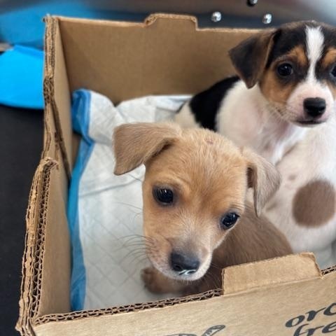 Enlarge Clover (The Deck Litter), an adopted mixed breed in Duluth, MN image 4/5