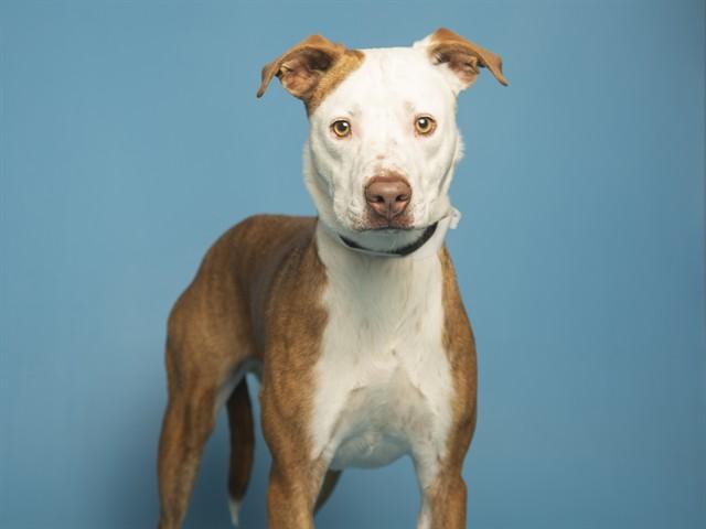 STEWART, Adoptable, Young Male Australian Shepherd & Pit Bull Terrier.