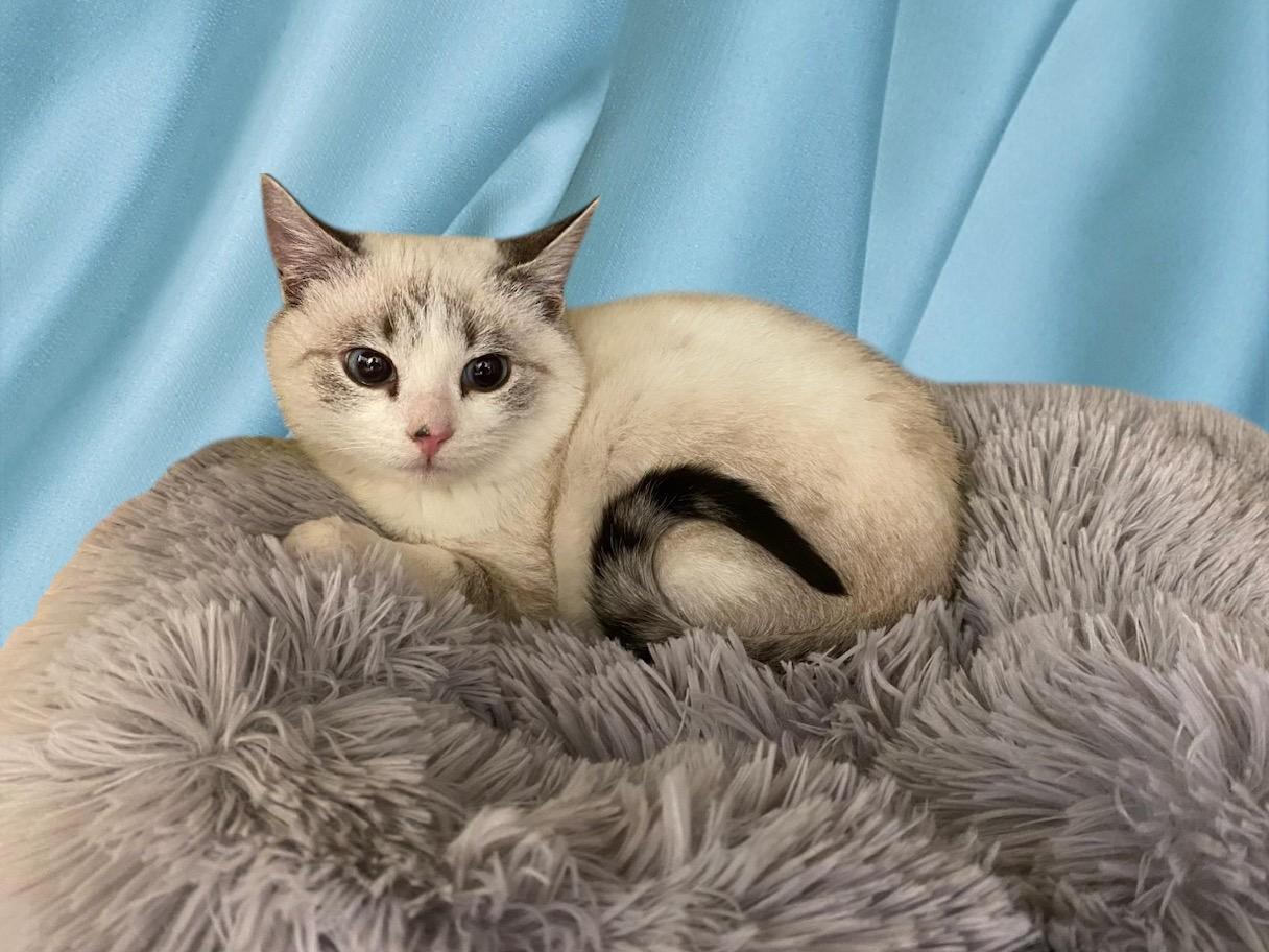 Pearl Jam (PJ), Young Male Siamese