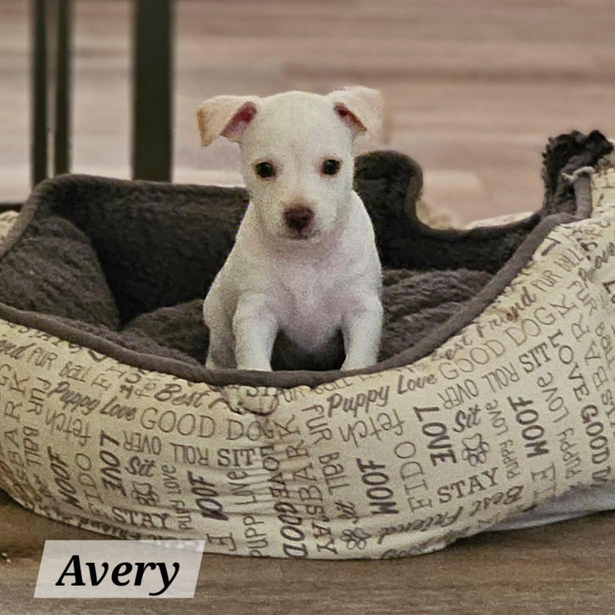 Avery, adopted, Puppy Female Chihuahua & Terrier.