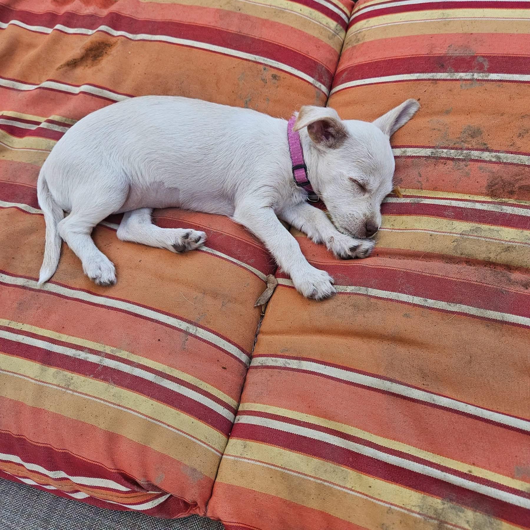 Avery, an adopted mixed breed in clayton , CA image 2/2