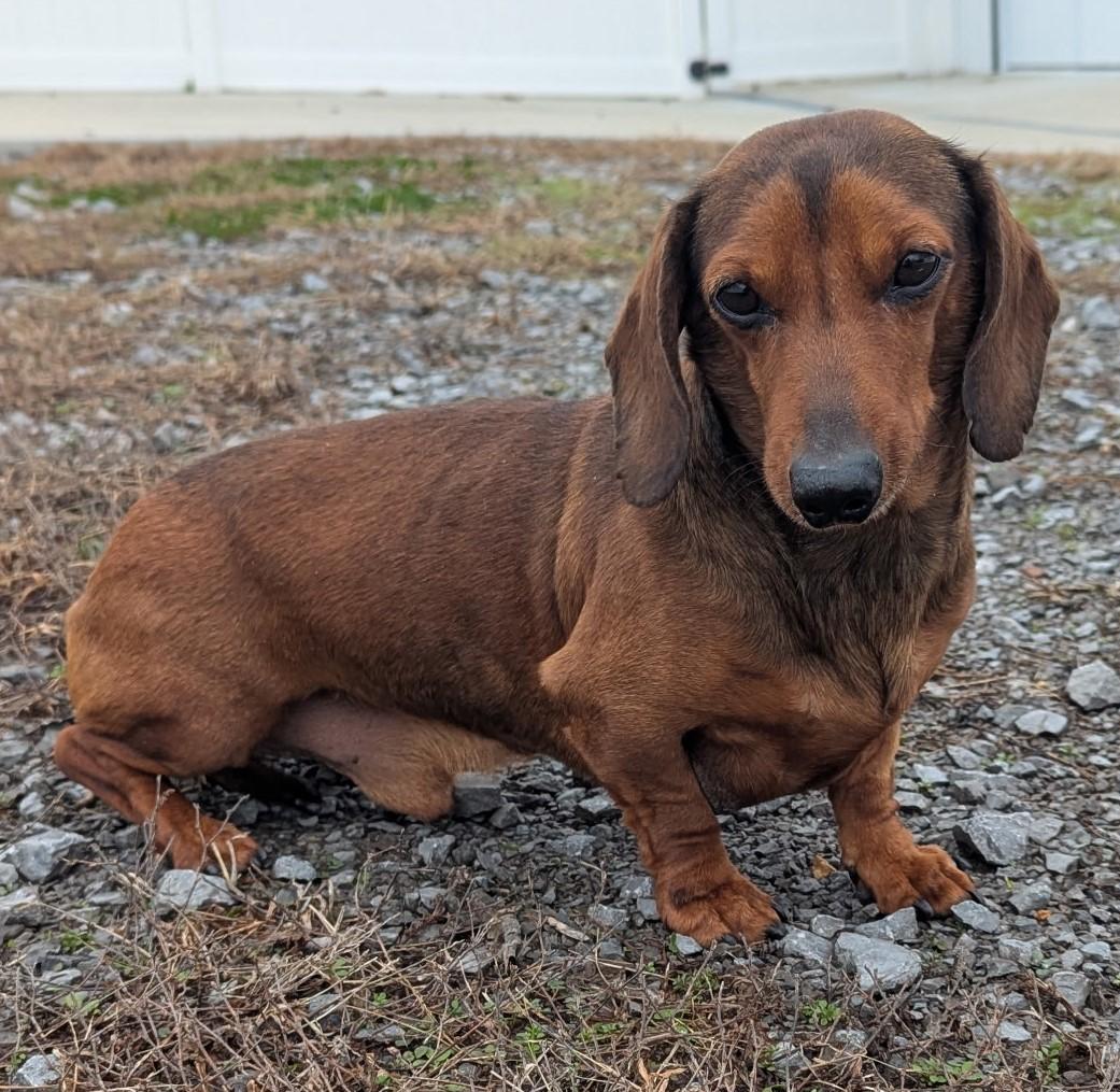 Samson in TN, ADOPTABLE, Adult Male Dachshund.