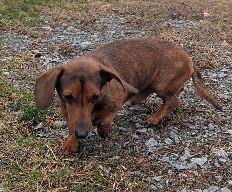 Enlarge Samson in TN, a ADOPTABLE Dachshund in Alcoa, TN image 4/4