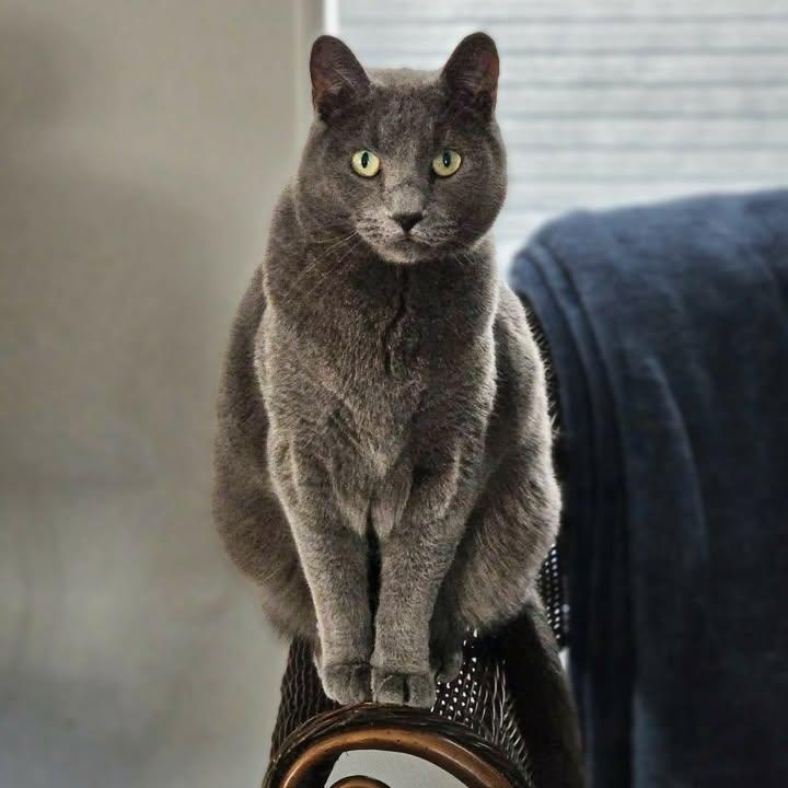 Enlarge Smokey, an adopted Domestic Short Hair in Thayne, WY image 1/1