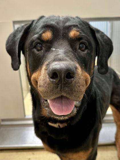 Sadie May, Adoptable, Adult Female Rottweiler.