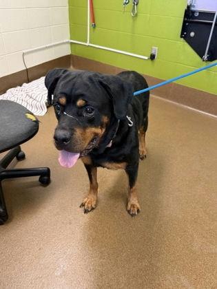 Sadie May, a Adoptable Rottweiler in Lincoln, NE image 2/2