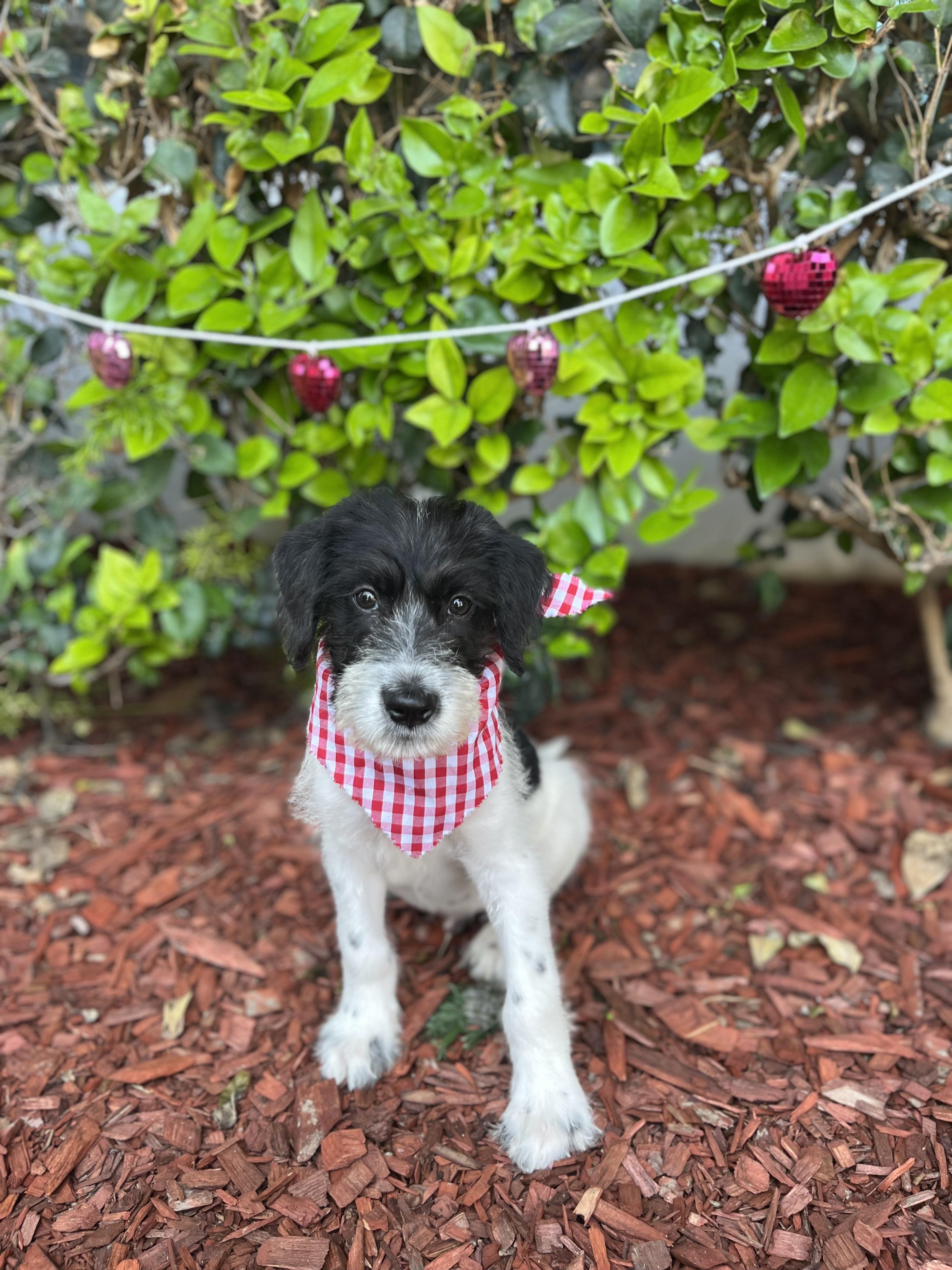 Enlarge Santiago, an adopted mixed breed in South El Monte, CA image 2/6