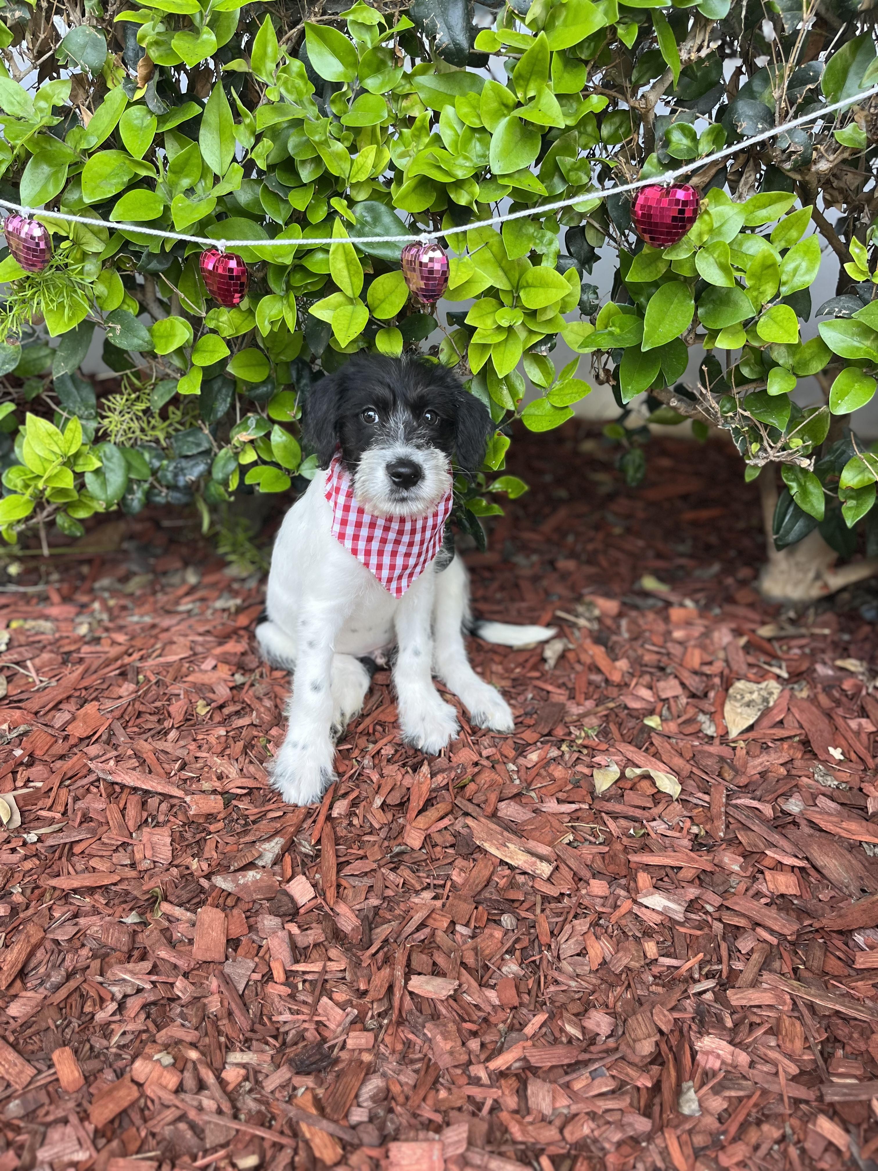 Enlarge Santiago, an adopted mixed breed in South El Monte, CA image 3/6
