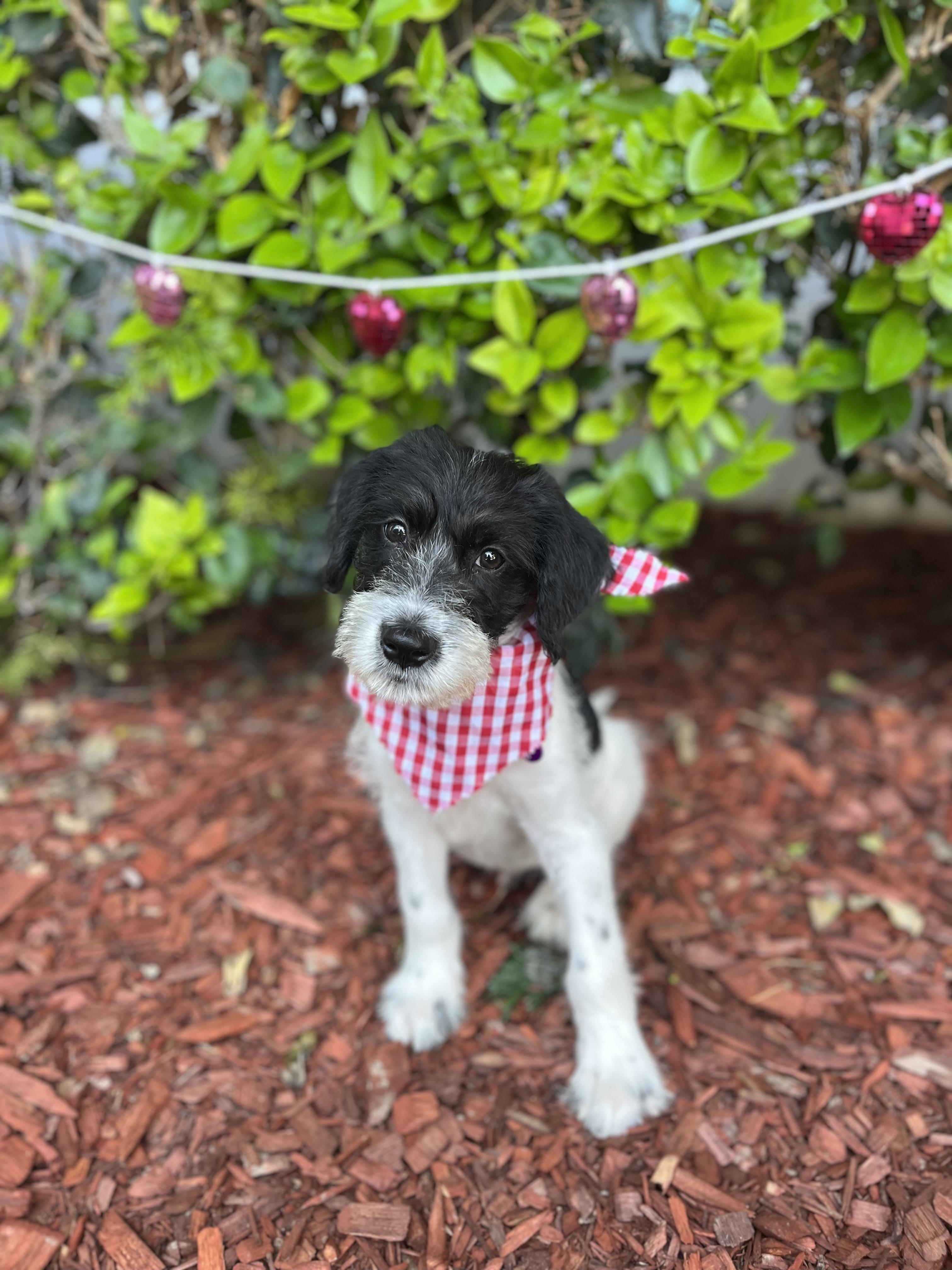 Enlarge Santiago, an adopted mixed breed in South El Monte, CA image 1/6
