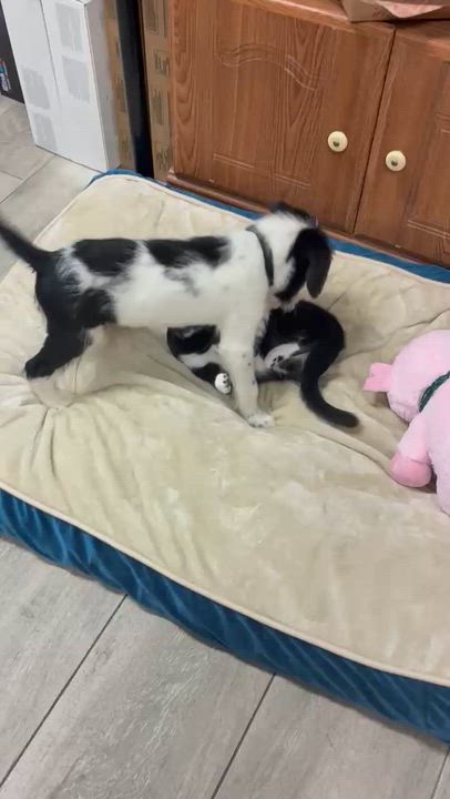 Enlarge Santiago, an adopted mixed breed in South El Monte, CA video 4/6