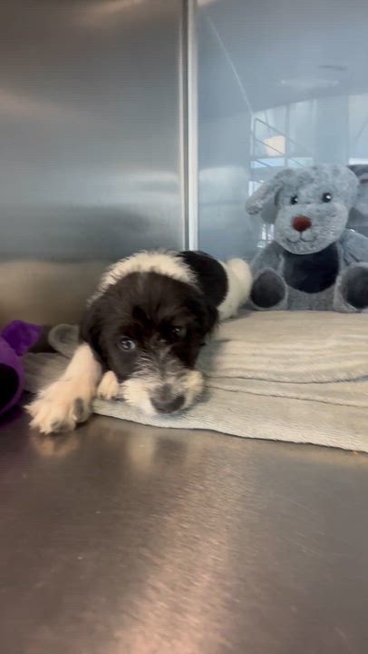 Enlarge Santiago, an adopted mixed breed in South El Monte, CA video 6/6