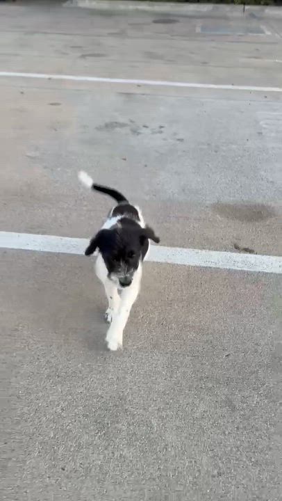 Enlarge Santiago, an adopted mixed breed in South El Monte, CA video 5/6
