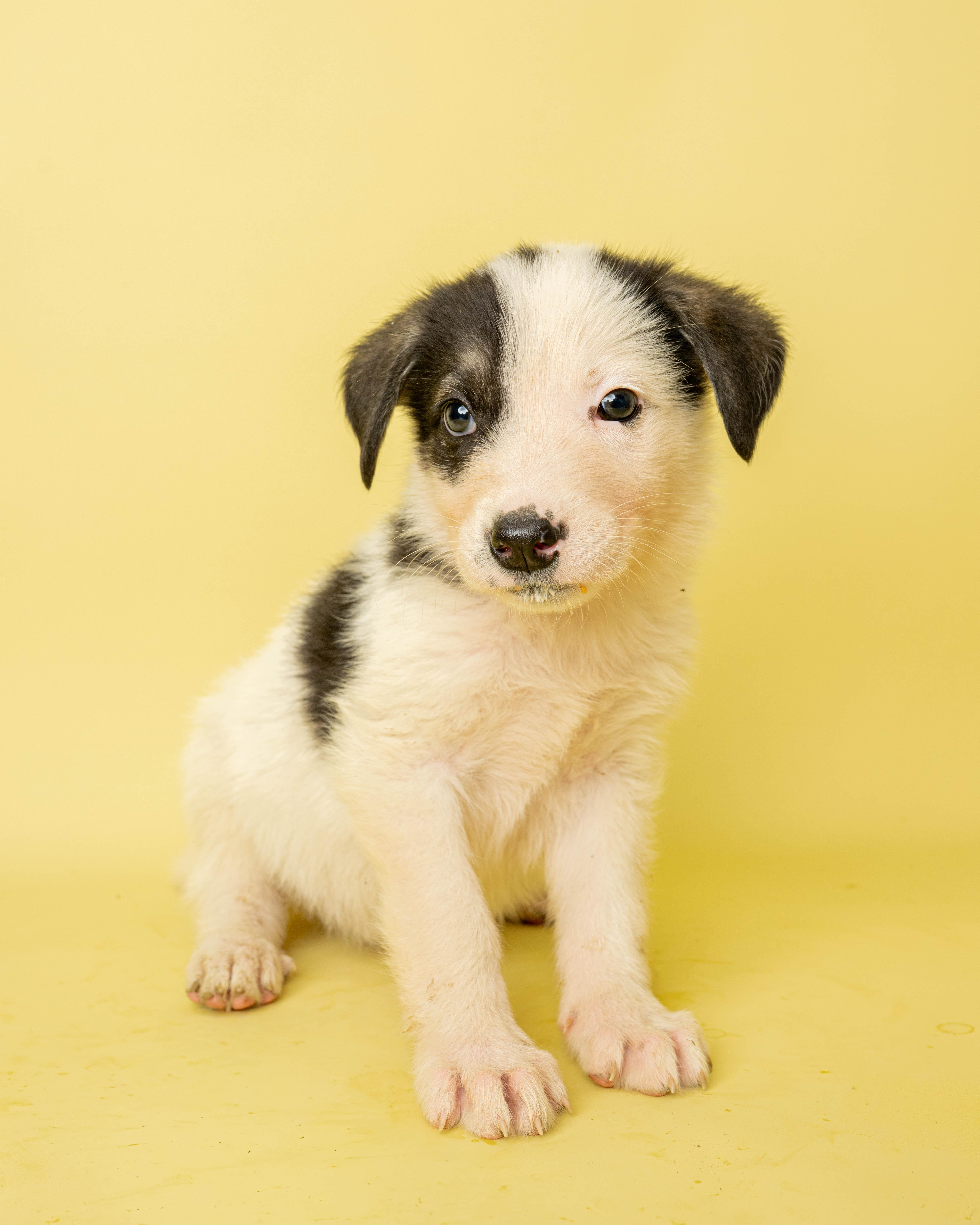 Bubble Trouble, an adopted Mixed Breed in Rock Springs, WY image 1/3
