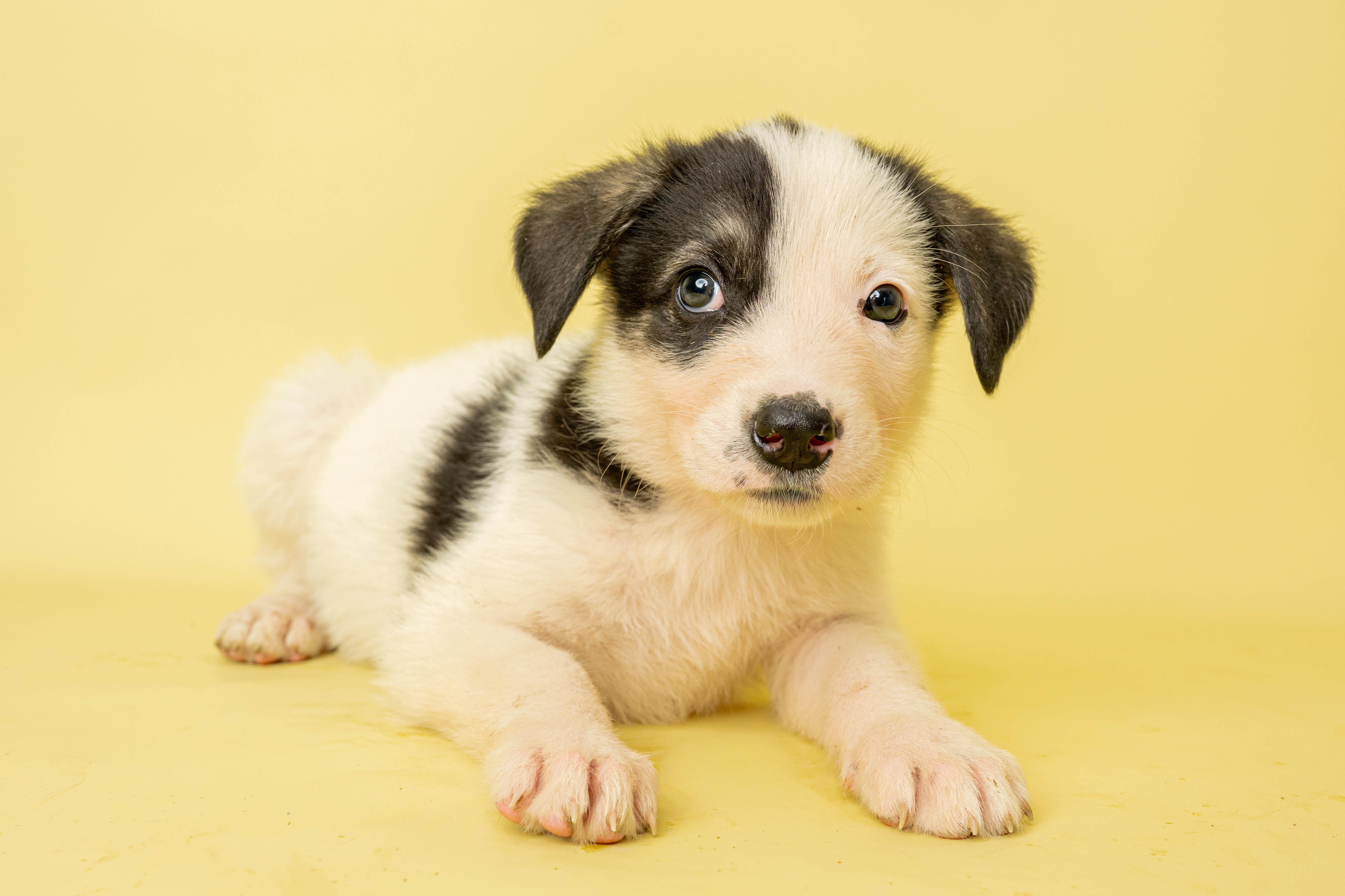 Bubble Trouble, an adopted Mixed Breed in Rock Springs, WY image 3/3
