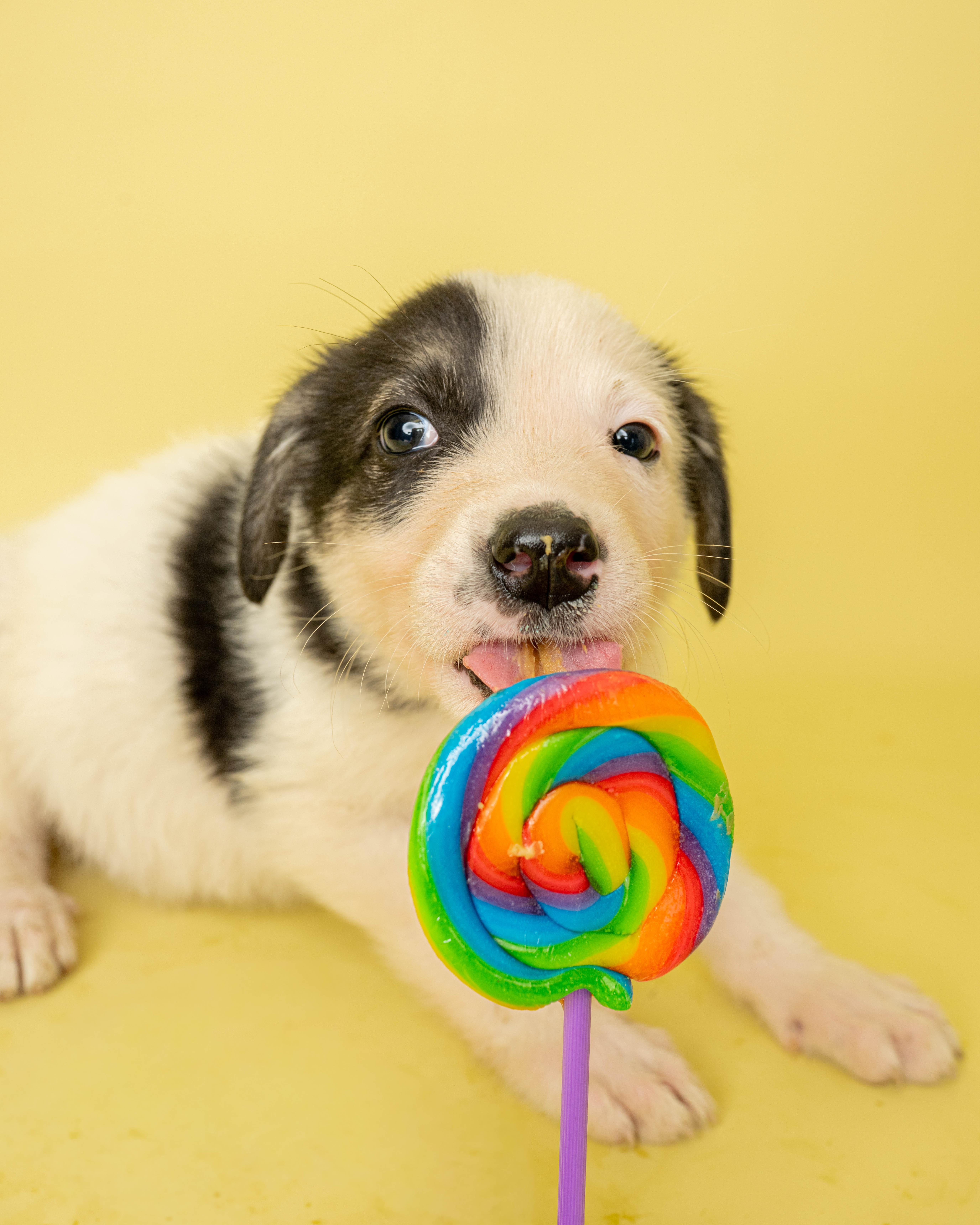 Bubble Trouble, an adopted Mixed Breed in Rock Springs, WY image 2/3