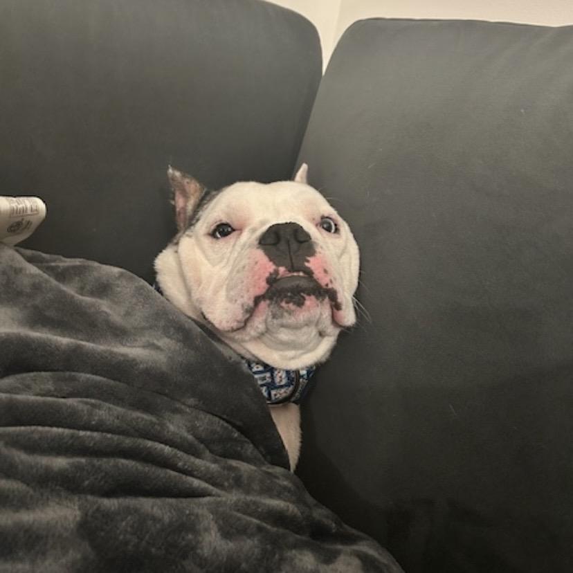 Enlarge Kerrygold, a Adoptable English Bulldog in Wheaton, IL image 1/6