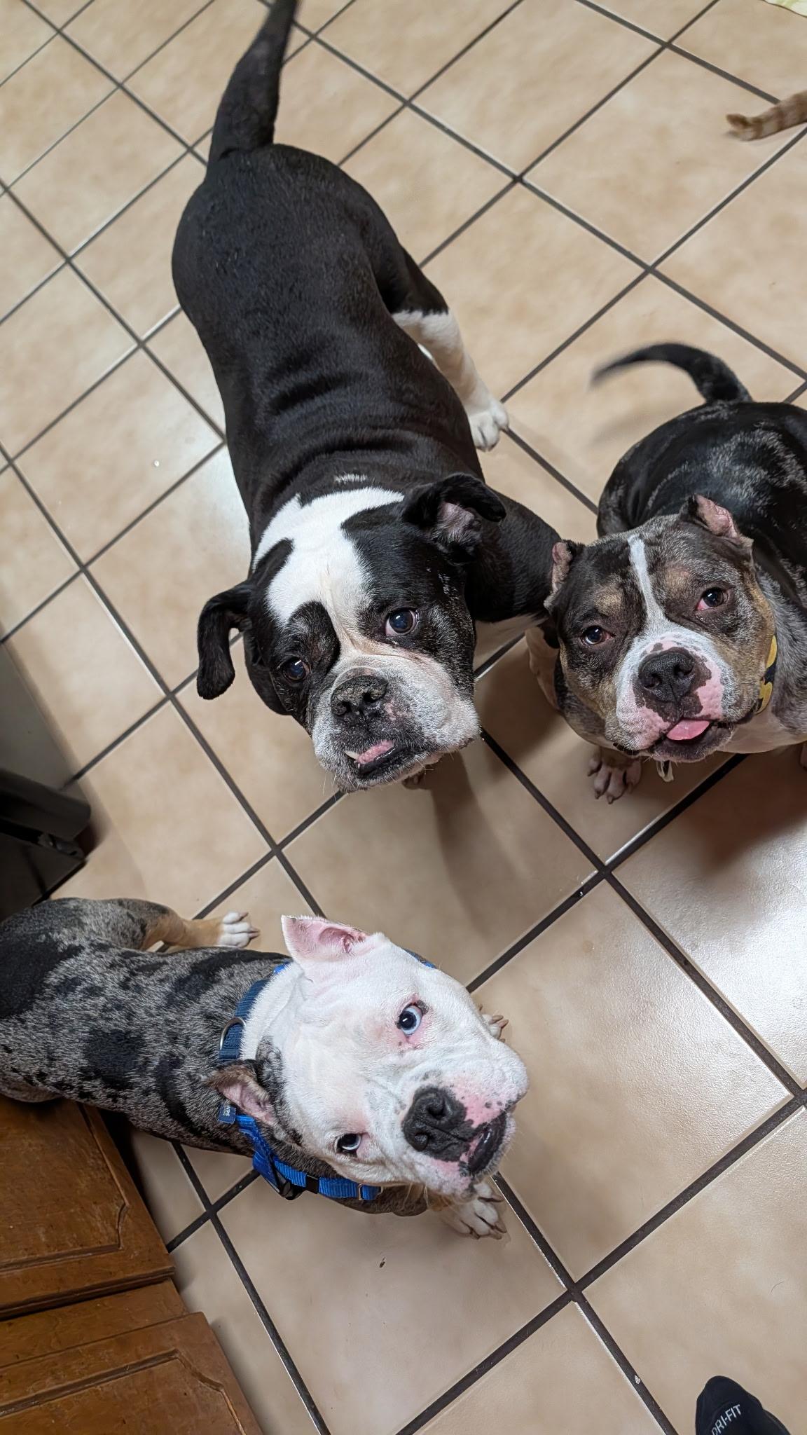 Enlarge Kerrygold, a Adoptable English Bulldog in Wheaton, IL image 2/6