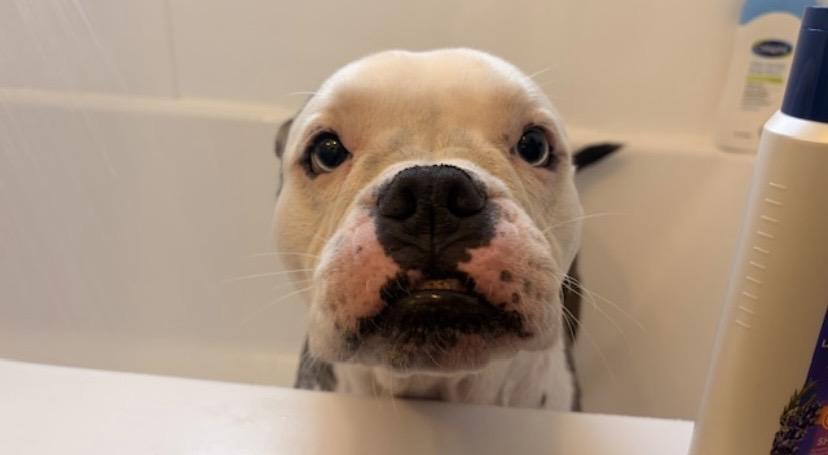 Enlarge Kerrygold, a Adoptable English Bulldog in Wheaton, IL image 2/6