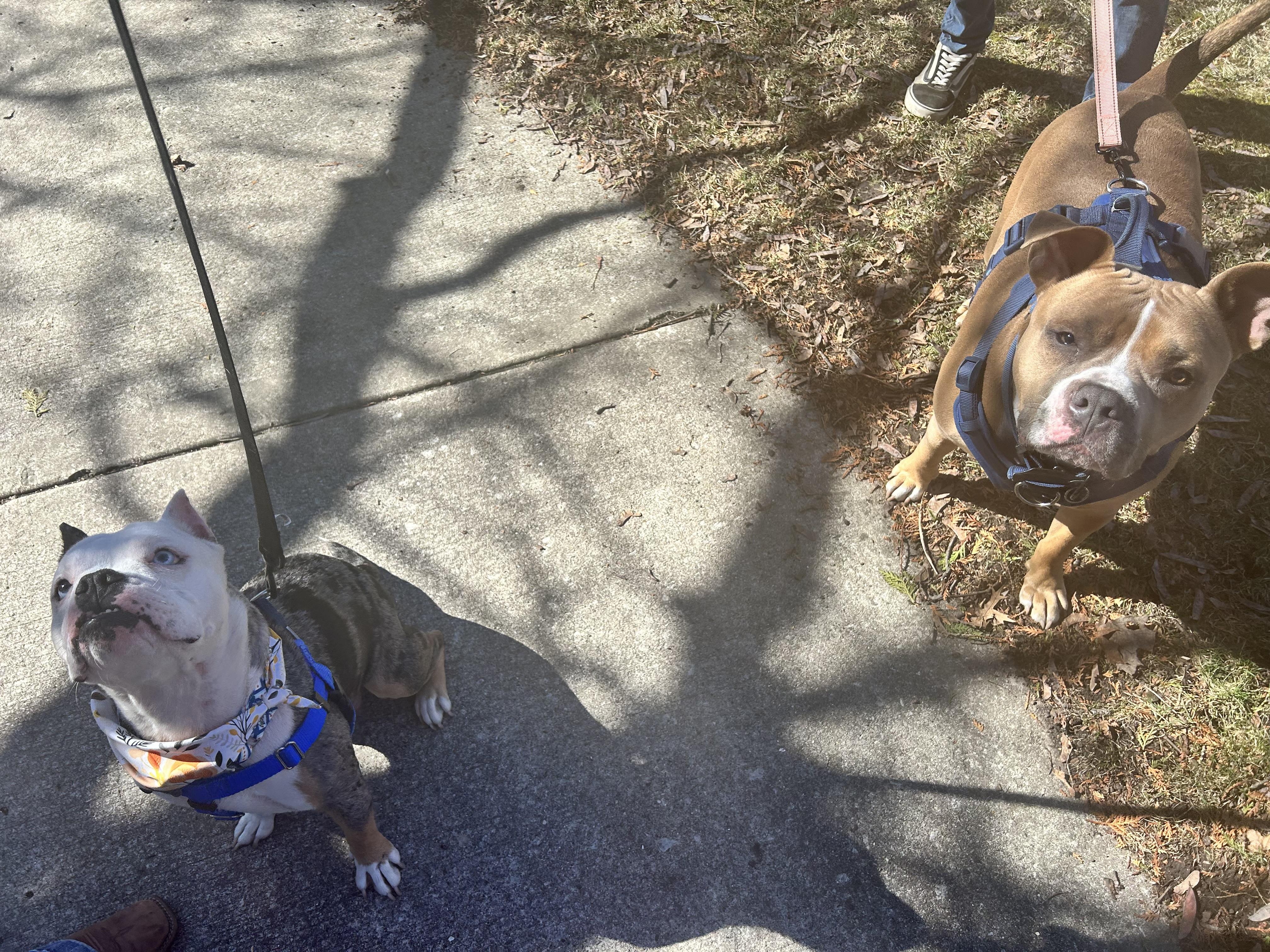 Enlarge Kerrygold, a Adoptable English Bulldog in Wheaton, IL image 3/6