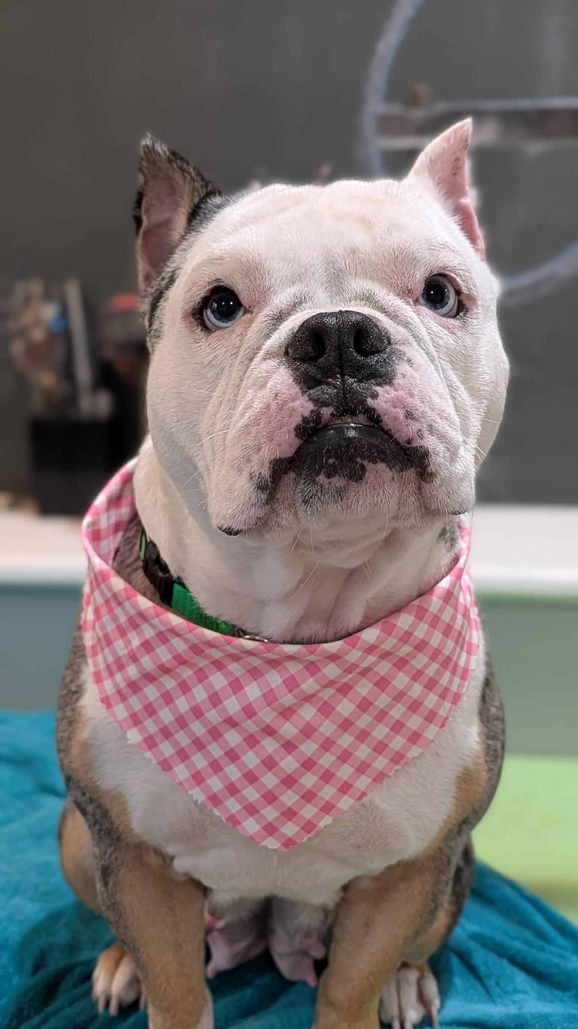 Enlarge Kerrygold, a Adoptable English Bulldog in Wheaton, IL image 4/6