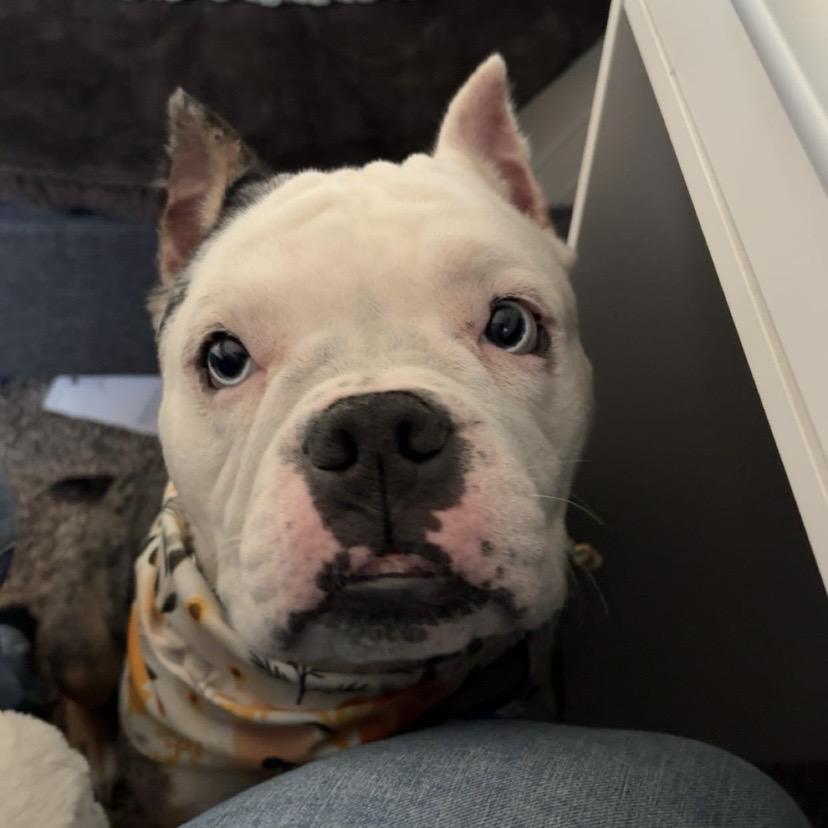 Enlarge Kerrygold, a Adoptable English Bulldog in Wheaton, IL image 4/6