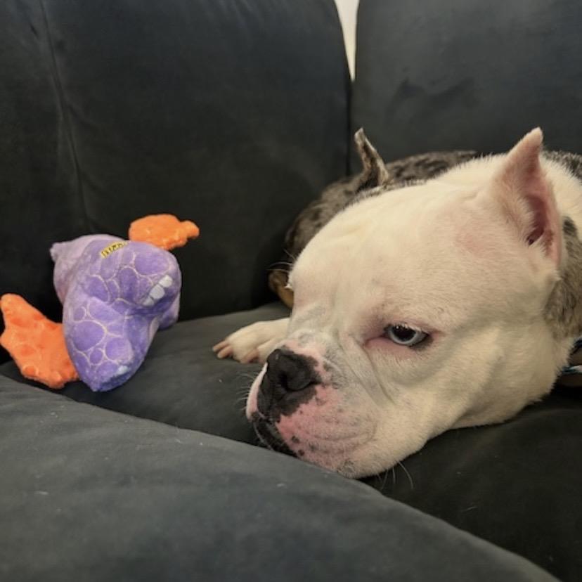 Enlarge Kerrygold, a Adoptable English Bulldog in Wheaton, IL image 5/6