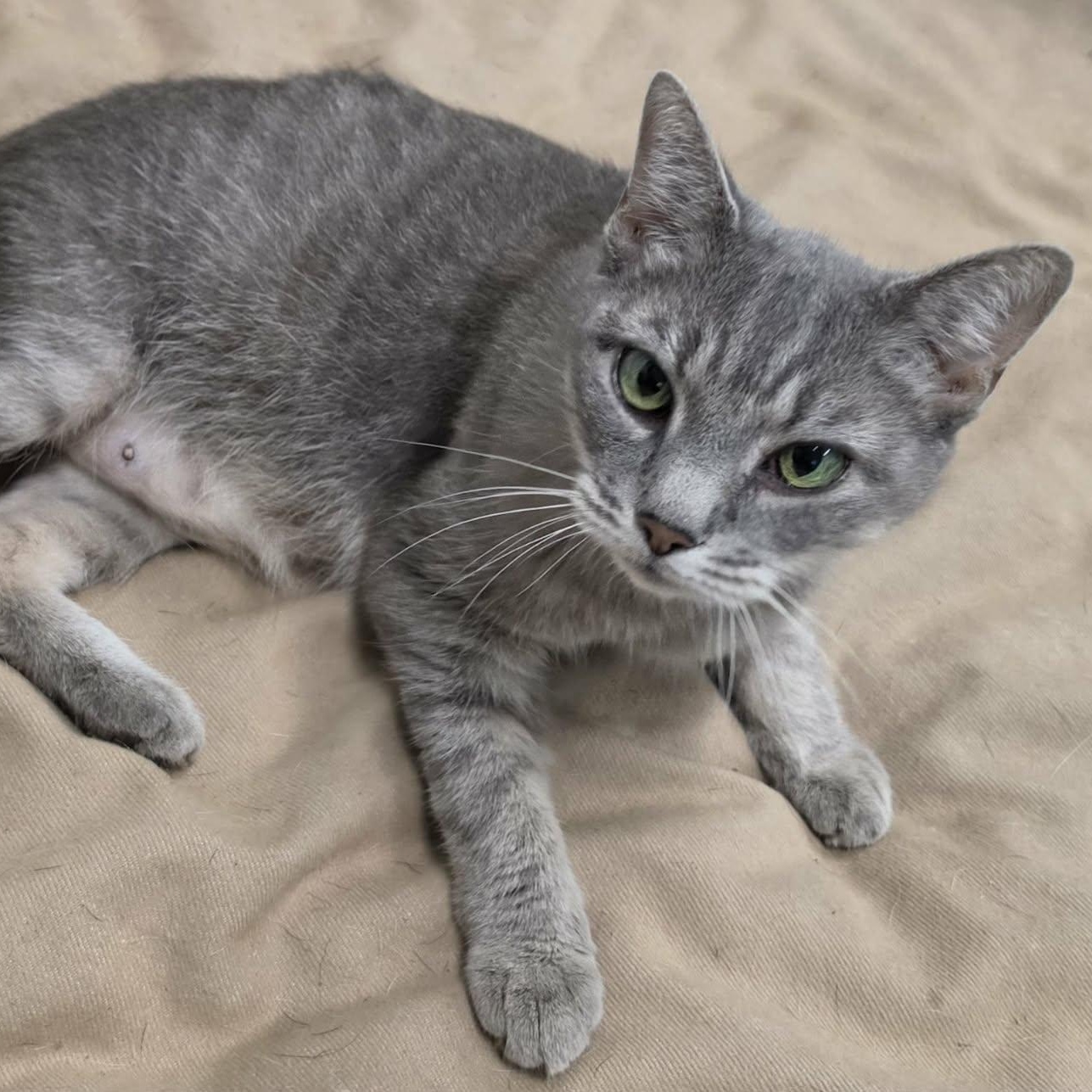 Enlarge Saffron, Sweet Kitty Girl, a Adopted Domestic Short Hair in Meriden, CT image 3/6