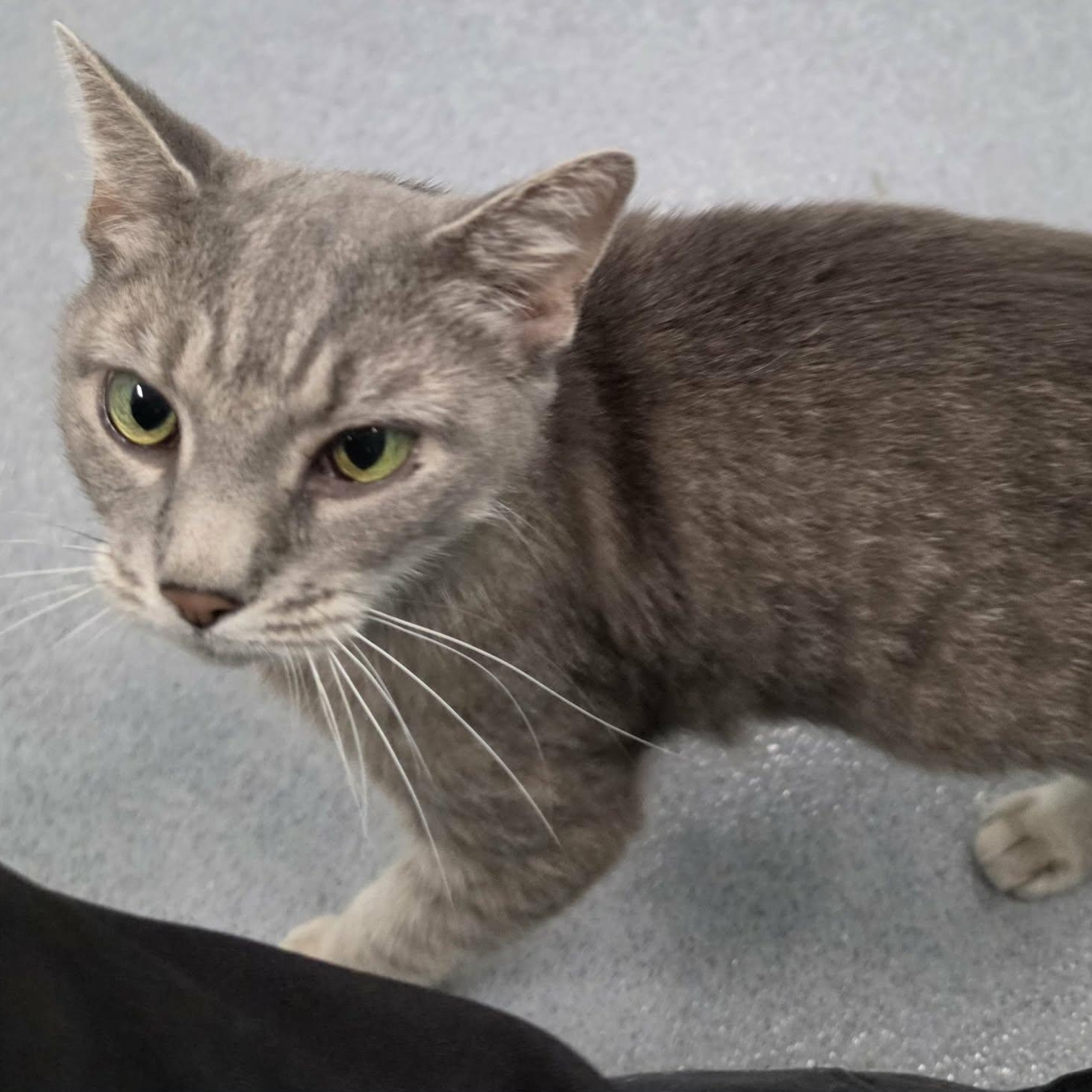 Enlarge Saffron, Sweet Kitty Girl, a Adopted Domestic Short Hair in Meriden, CT image 5/6
