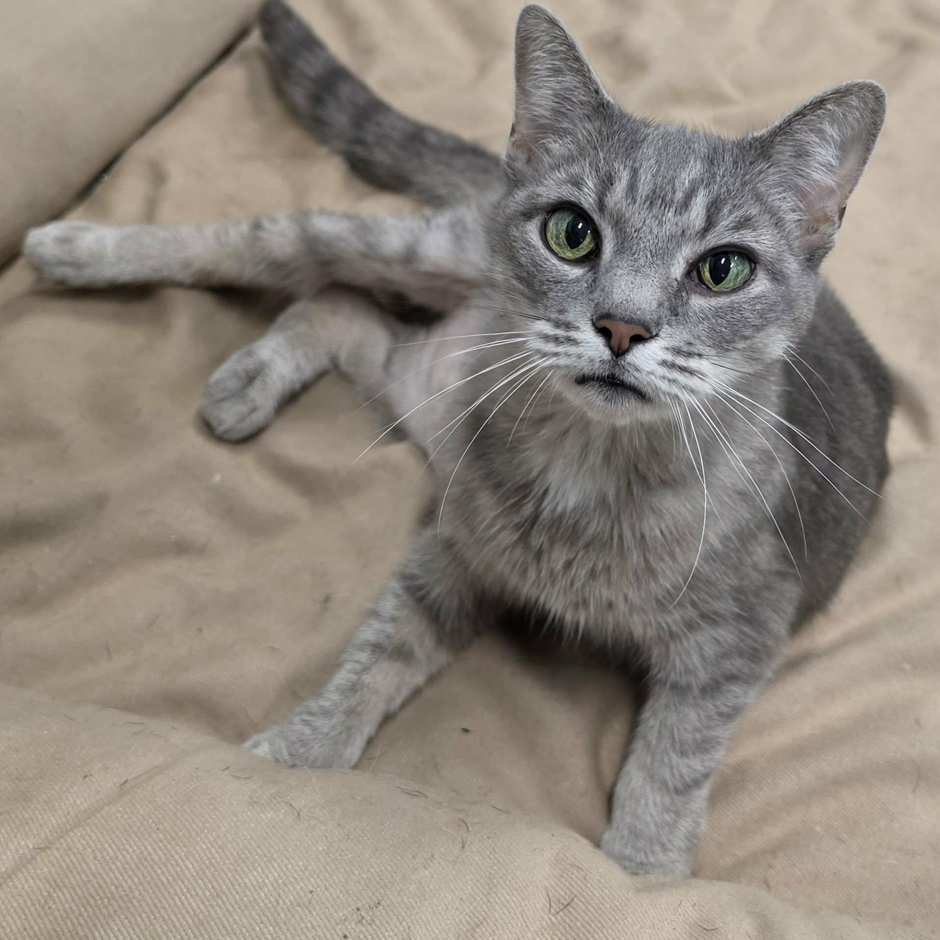 Saffron, Sweet Kitty Girl, Adopted, Young Female Domestic Short Hair.