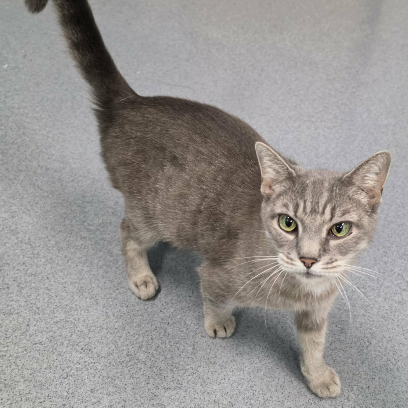 Enlarge Saffron, Sweet Kitty Girl, a Adopted Domestic Short Hair in Meriden, CT image 6/6
