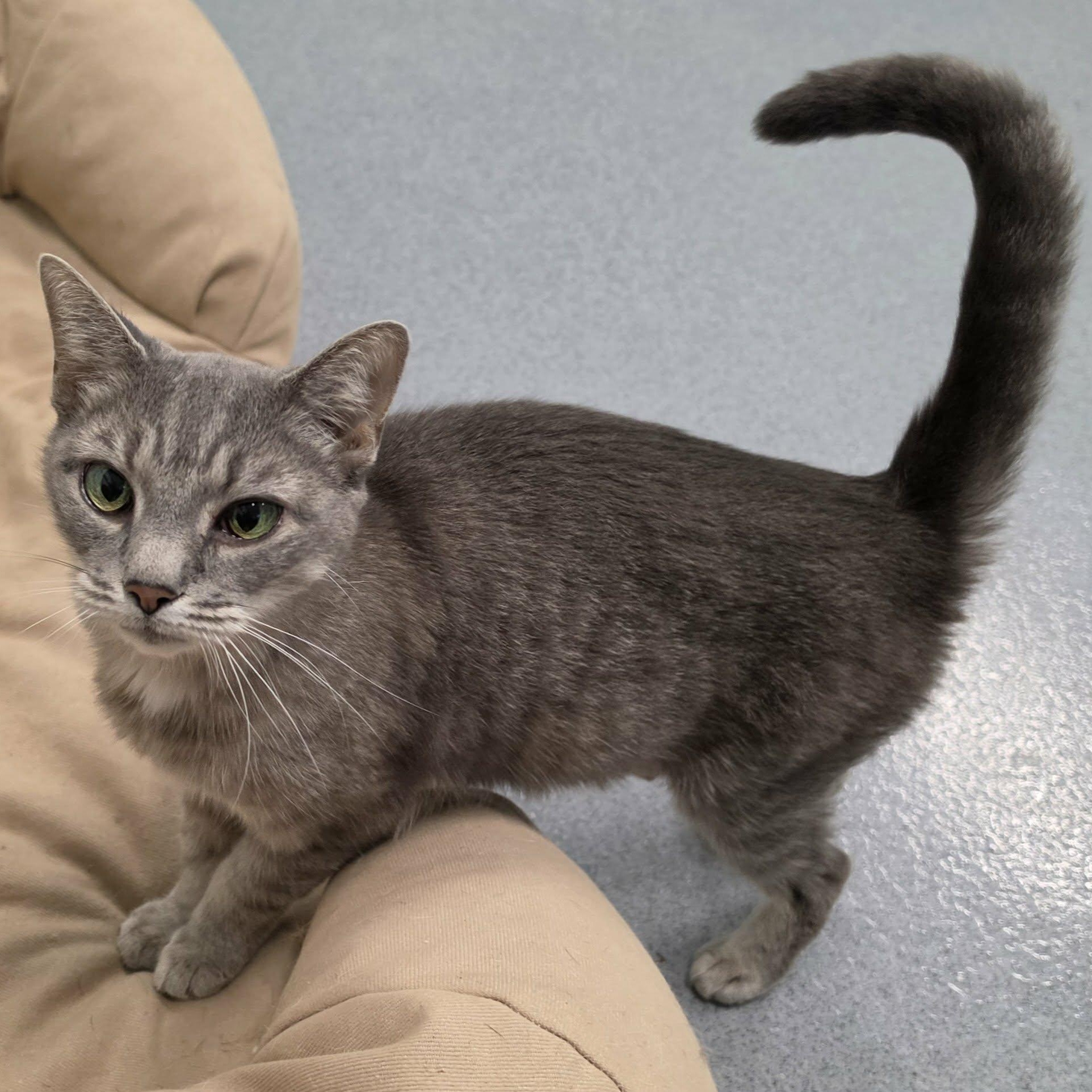Enlarge Saffron, Sweet Kitty Girl, a Adopted Domestic Short Hair in Meriden, CT image 4/6
