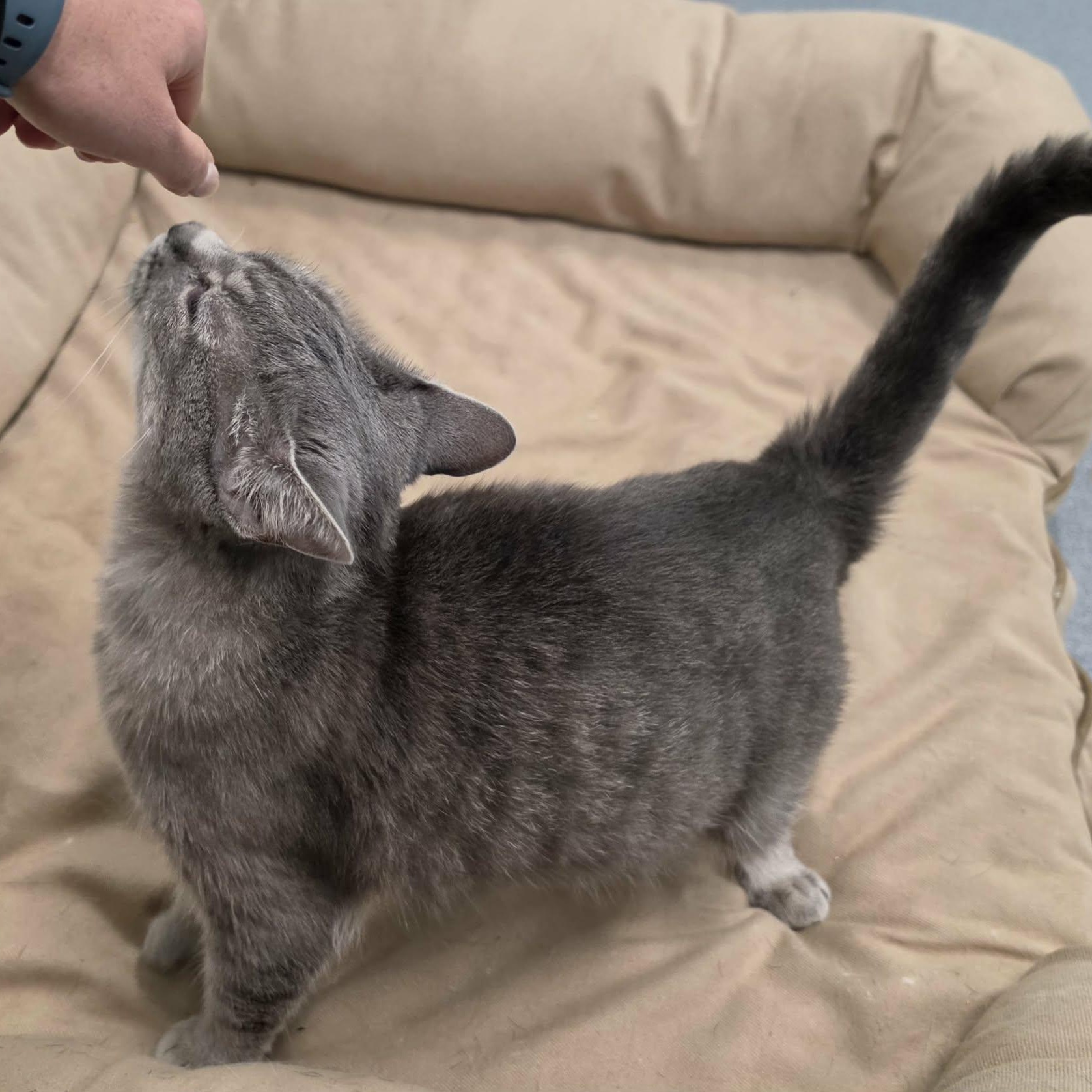 Enlarge Saffron, Sweet Kitty Girl, a Adopted Domestic Short Hair in Meriden, CT image 2/6