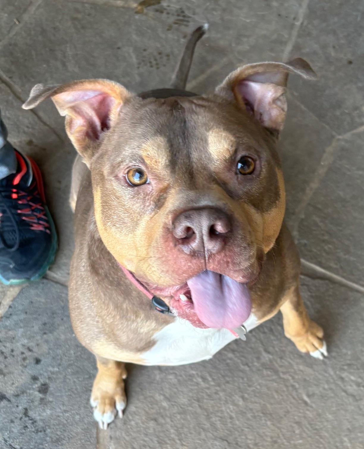 Enlarge Phoenix, a Adoptable mixed breed in Cleveland, OH image 2/5