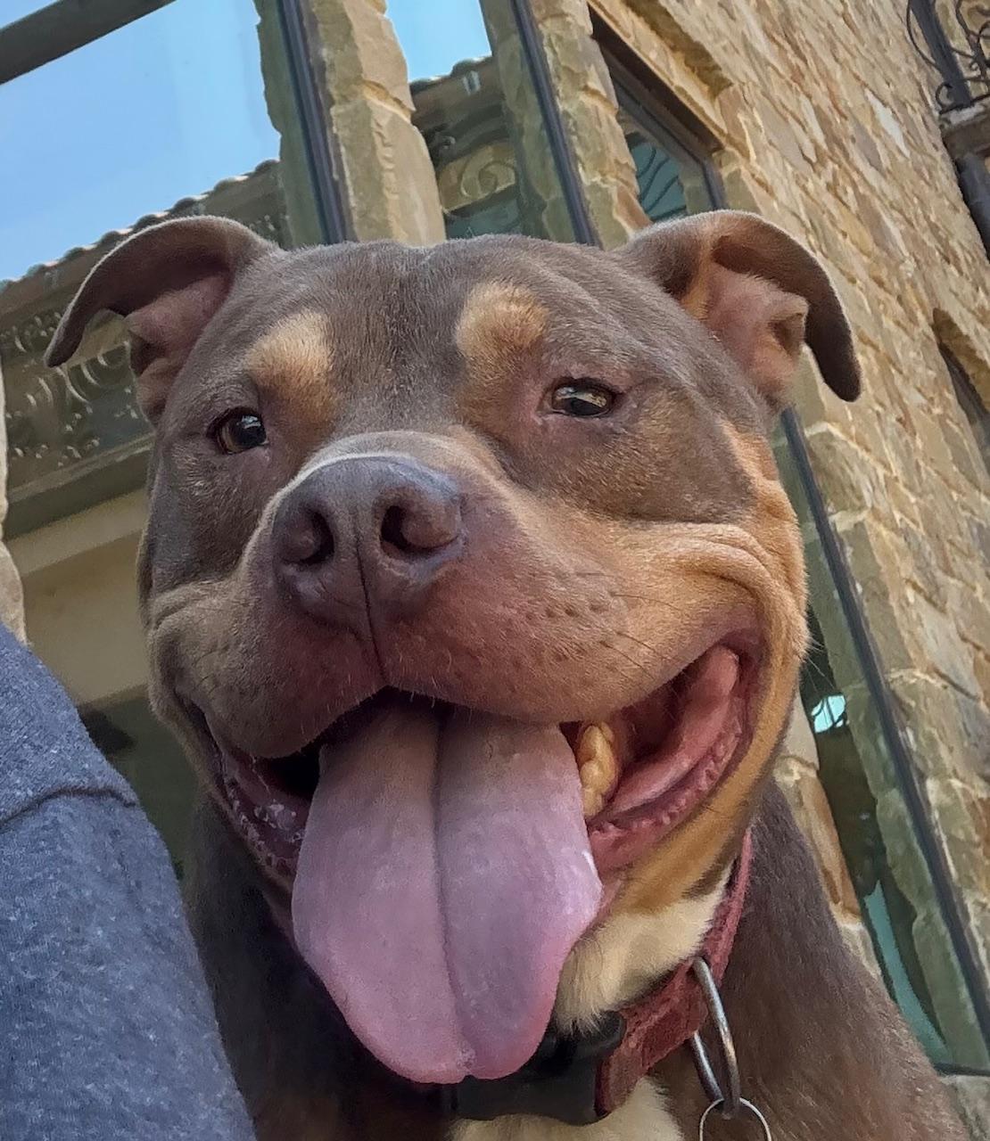 Phoenix, Adoptable, Young Male Pit Bull Terrier.