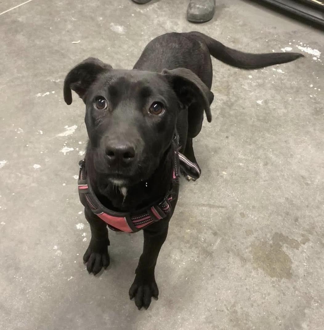 Enlarge Maggie, a ADOPTABLE mixed breed in Bethlehem, PA image 5/6