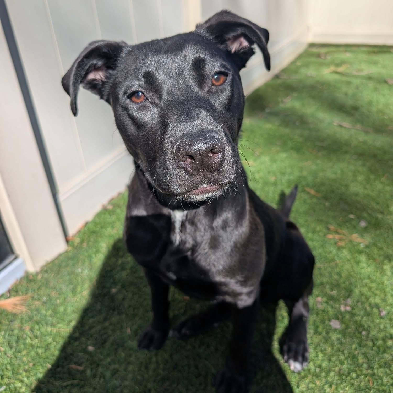 Enlarge Maggie, a ADOPTABLE mixed breed in Bethlehem, PA image 2/6