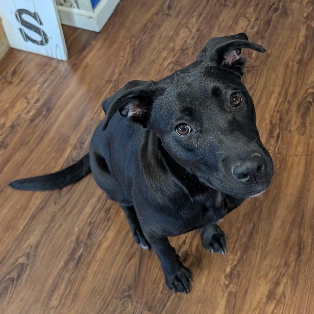 Enlarge Maggie, a ADOPTABLE mixed breed in Bethlehem, PA image 4/6