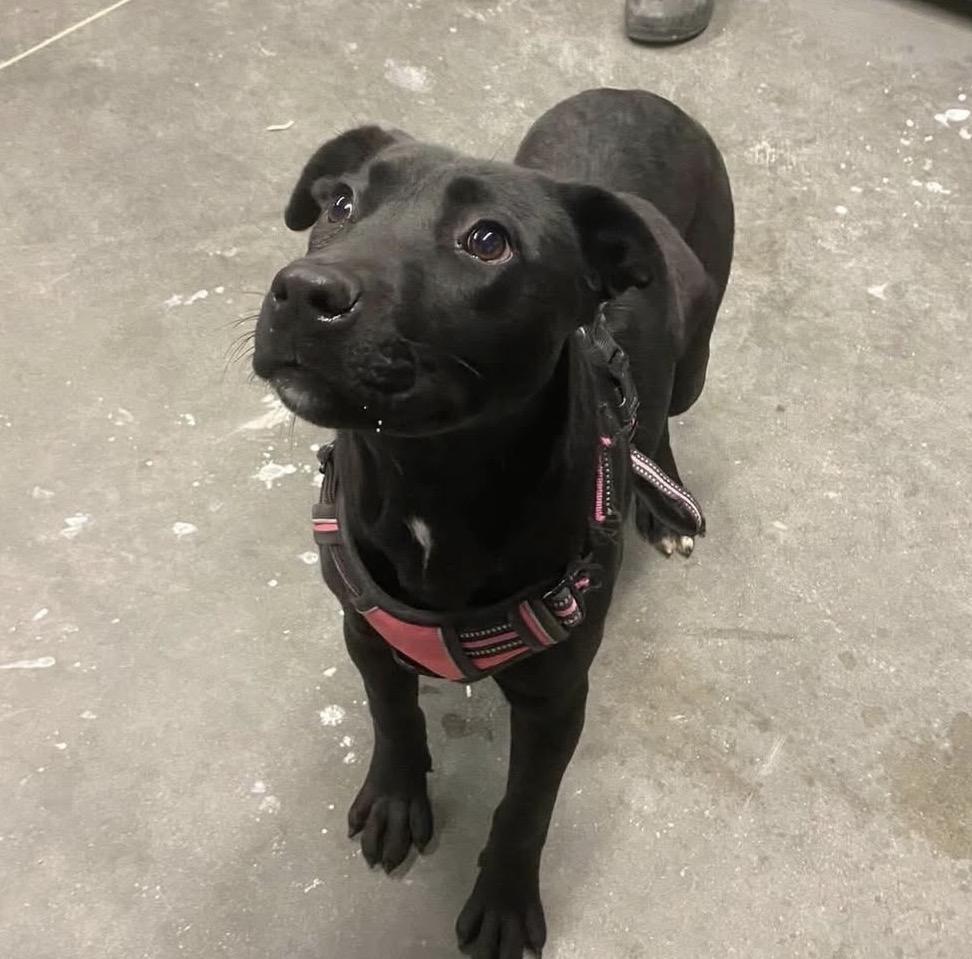 Enlarge Maggie, a ADOPTABLE mixed breed in Bethlehem, PA image 6/6