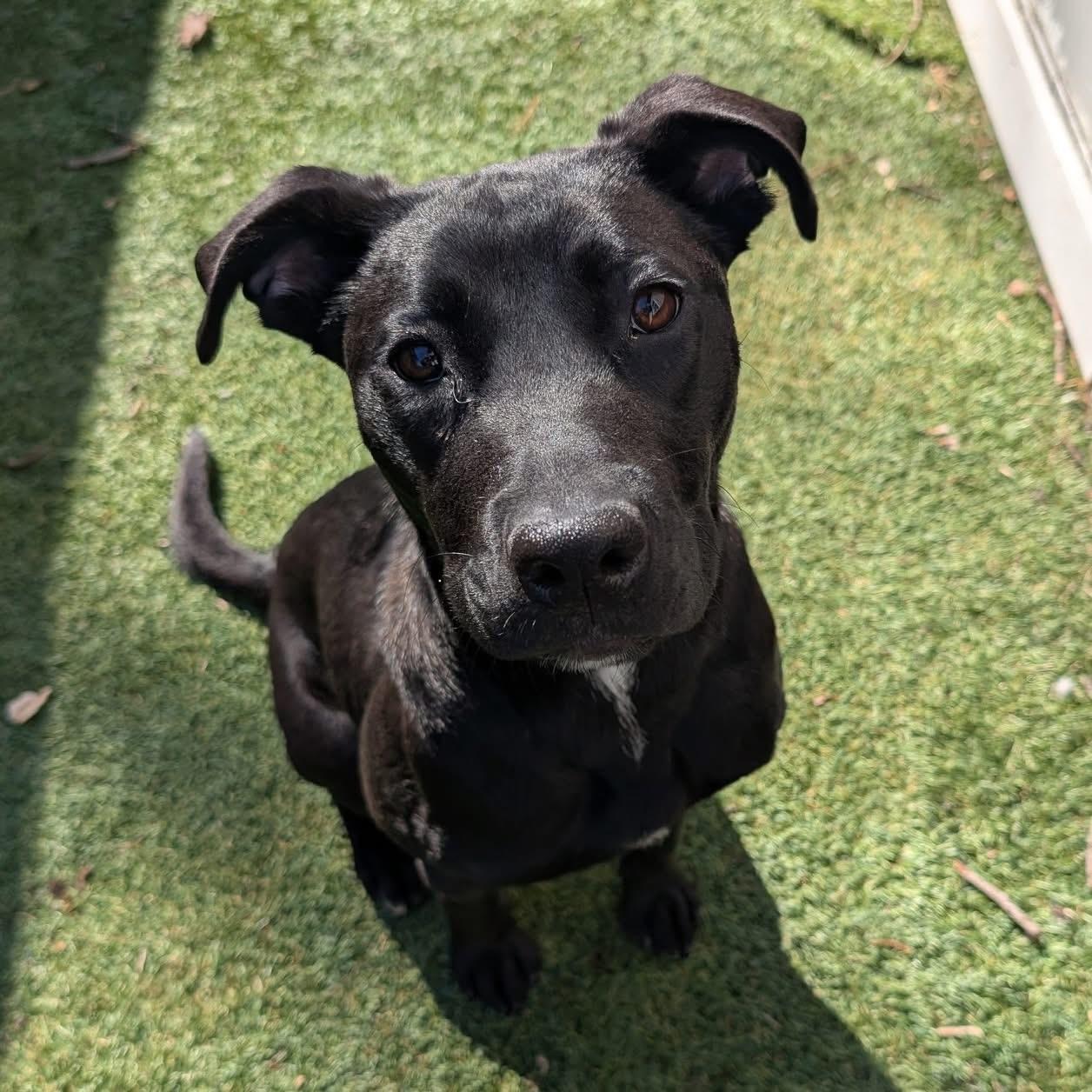 Enlarge Maggie, a ADOPTABLE mixed breed in Bethlehem, PA image 3/6