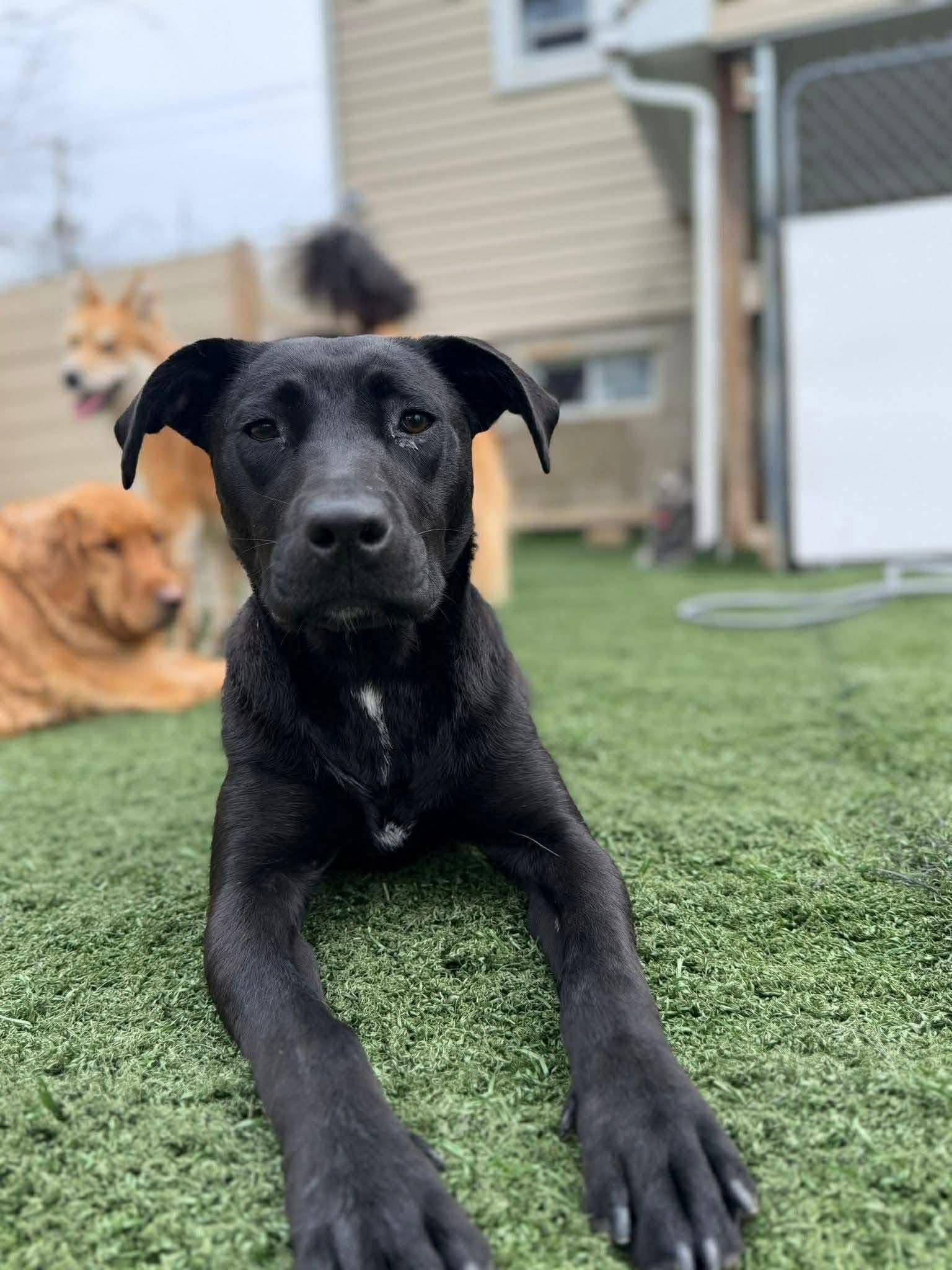 Enlarge Maggie, a ADOPTABLE mixed breed in Bethlehem, PA image 4/6