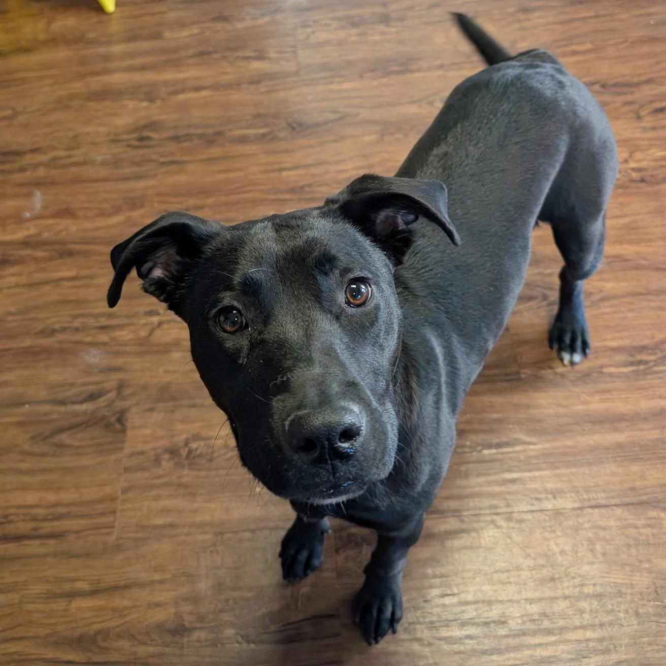 Maggie, ADOPTABLE, Young Female Labrador Retriever & Mixed Breed.