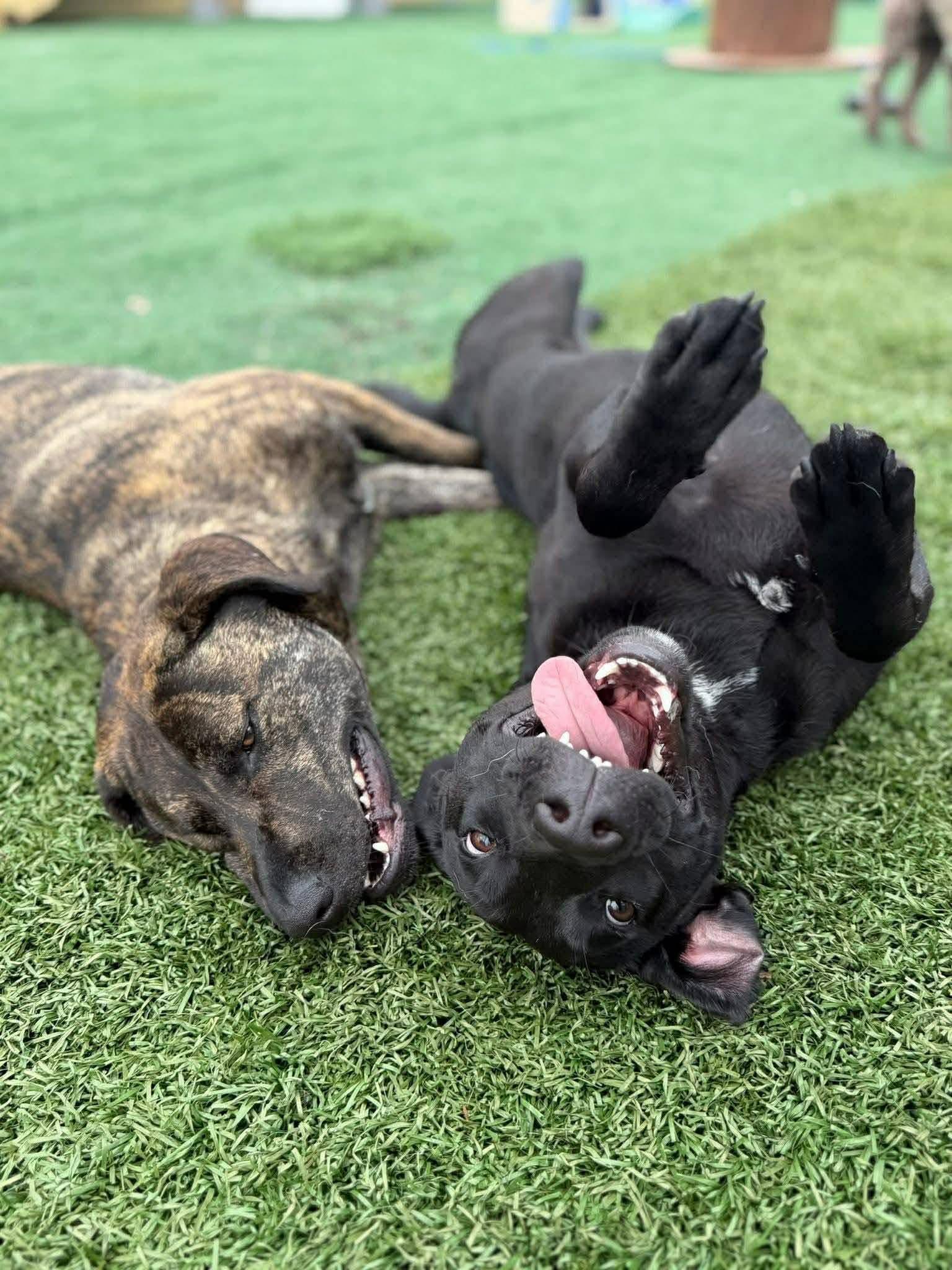 Enlarge Maggie, a ADOPTABLE mixed breed in Bethlehem, PA image 5/6